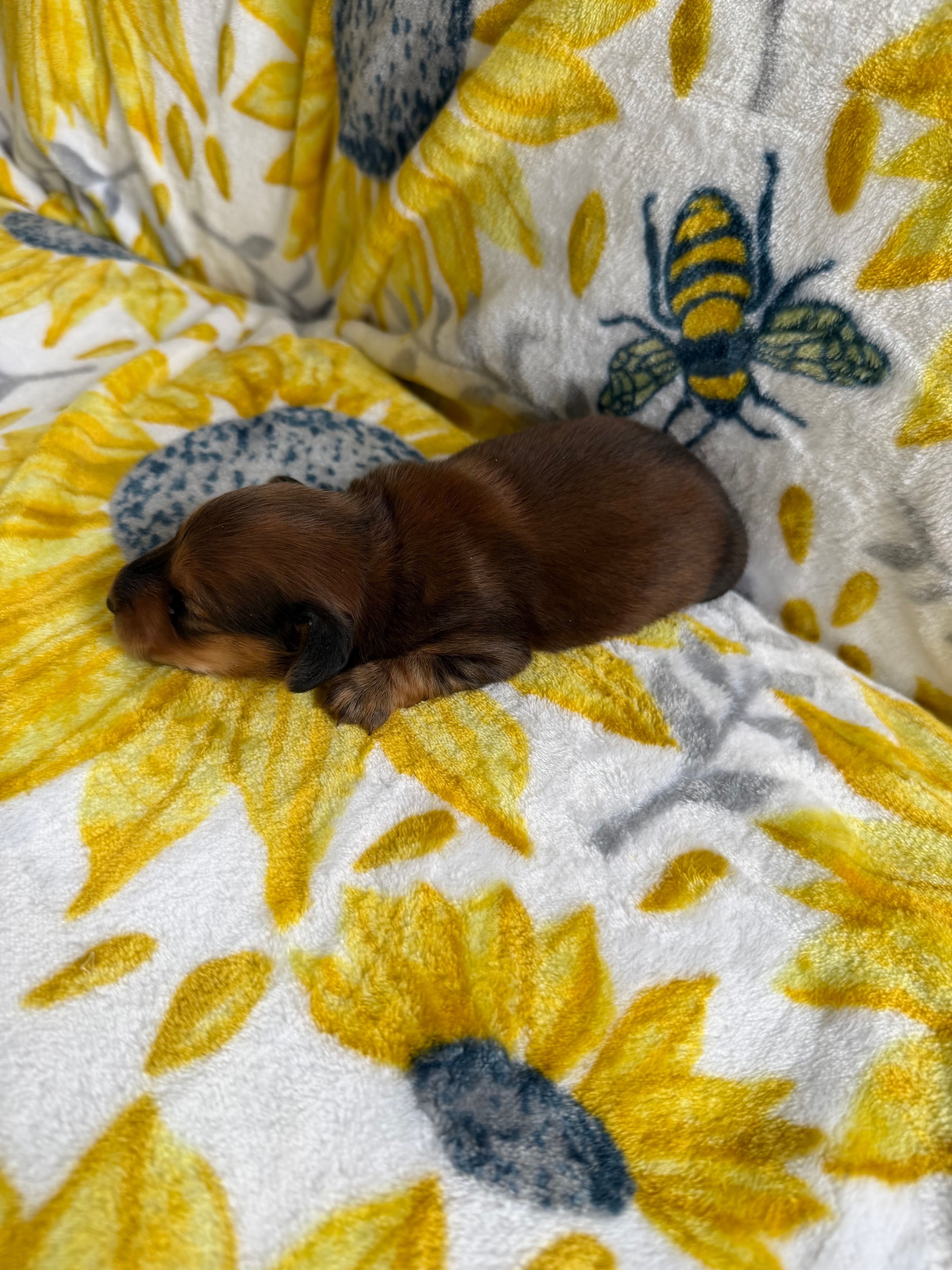 Orlan  – Dachshund puppy for sale in Crete, IL