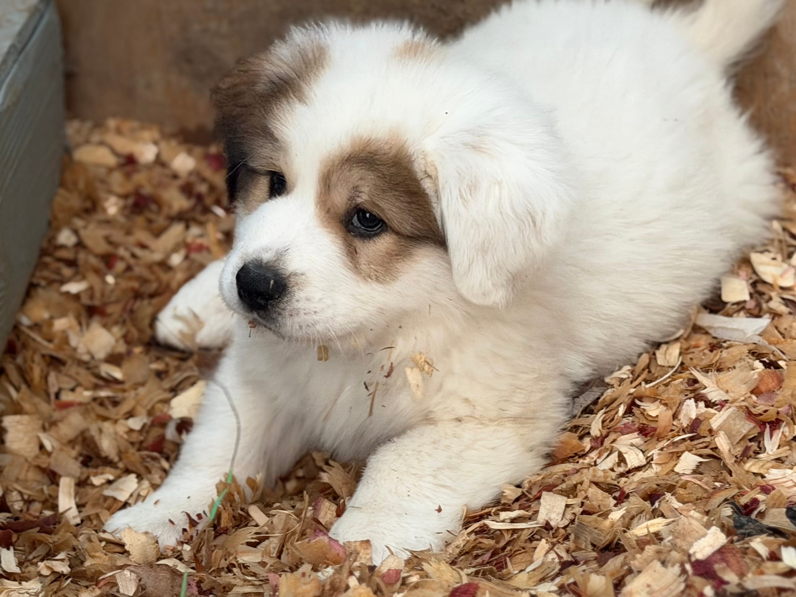 Buck – Bernese Mountain Dog, Great Pyrenees puppy for sale in Niles, MI