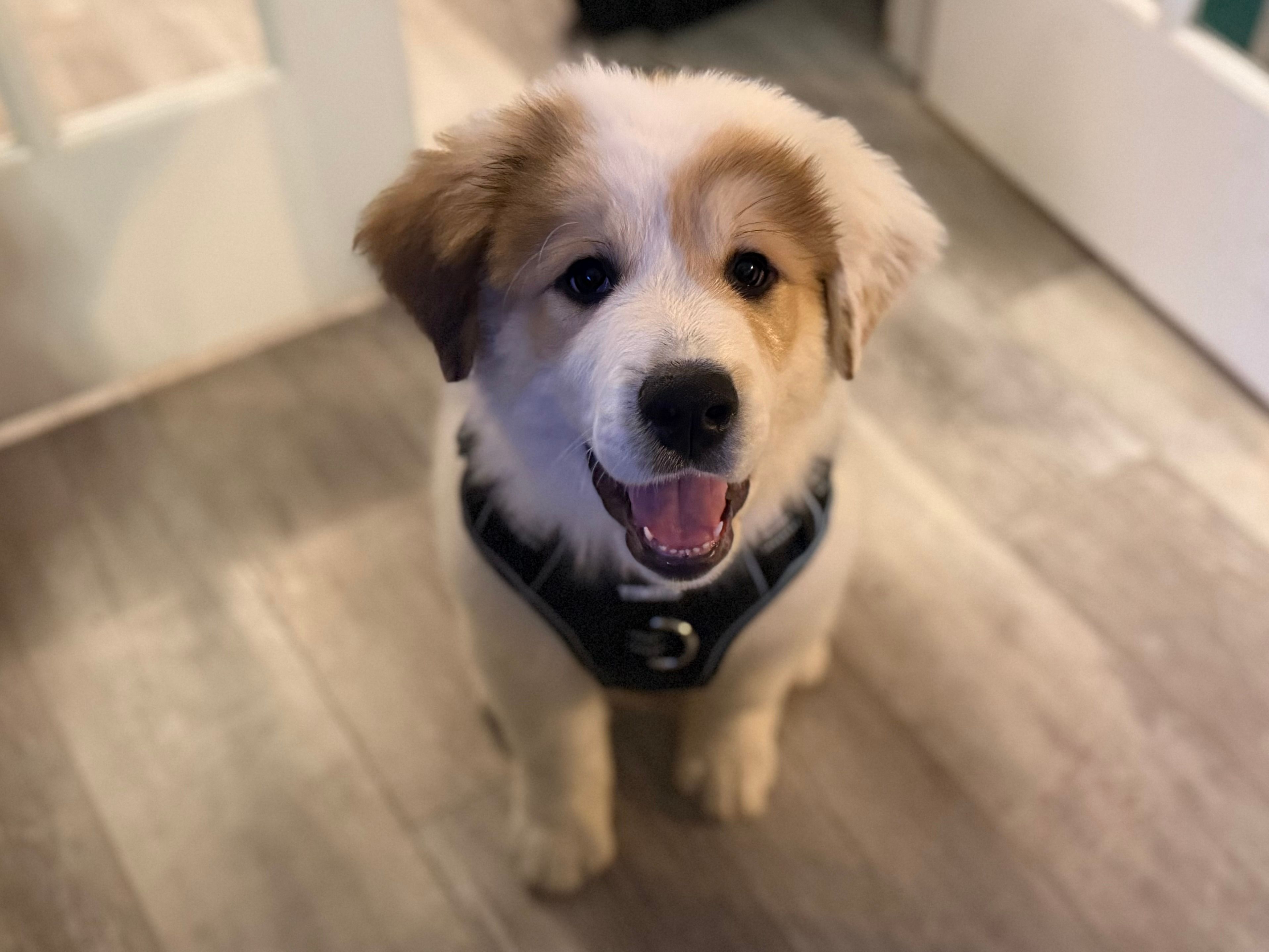 Buck – Bernese Mountain Dog, Great Pyrenees puppy for sale in Niles, MI