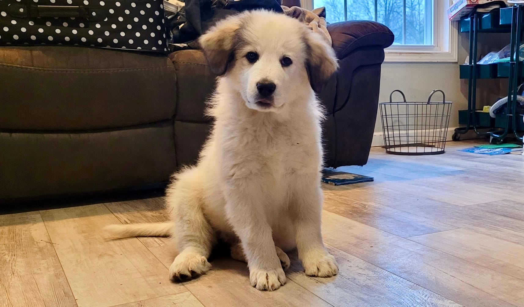 Dottie – Bernese Mountain Dog, Great Pyrenees puppy for sale in Niles, MI