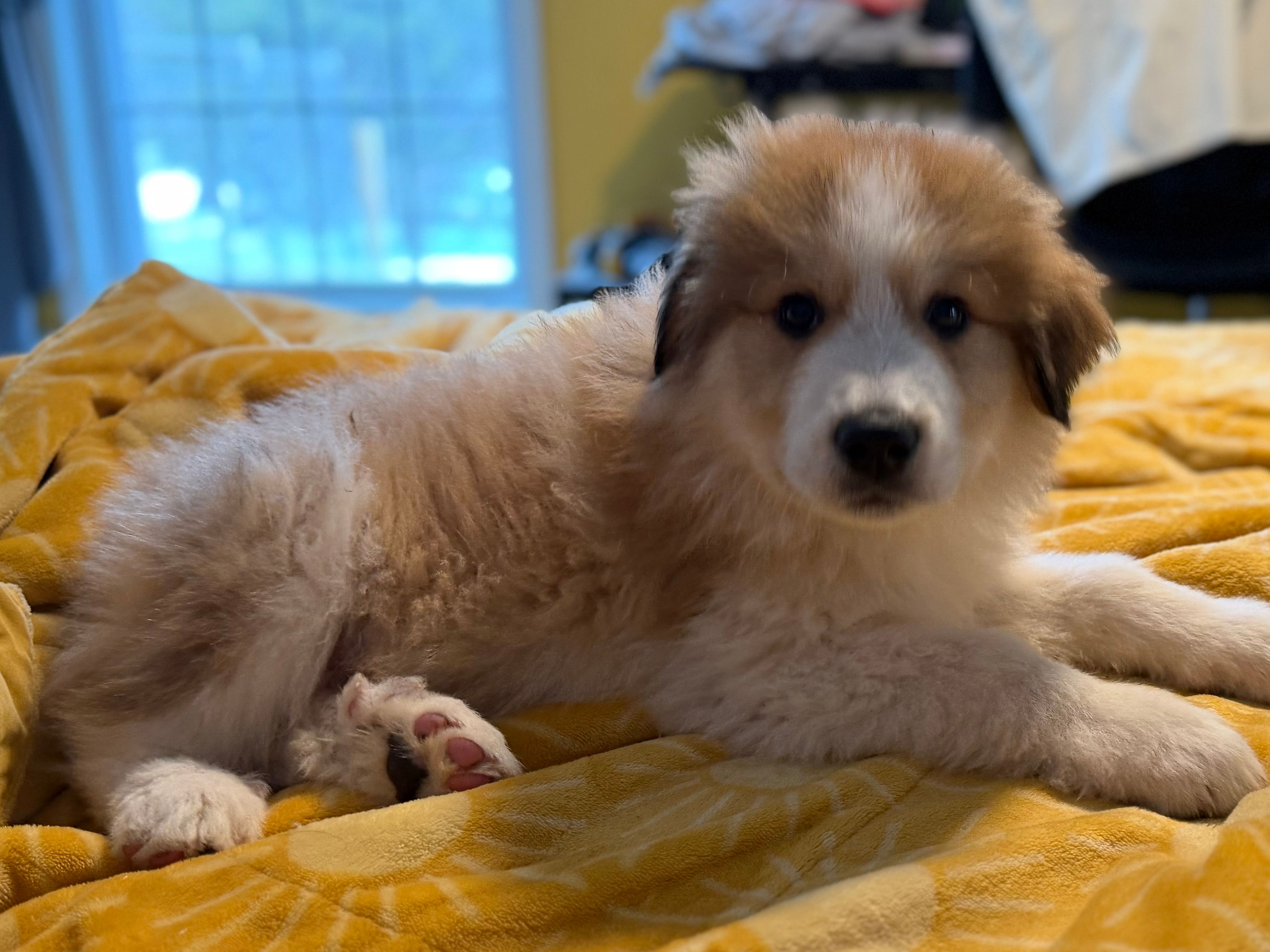 Butters – Bernese Mountain Dog, Great Pyrenees puppy for sale in Niles, MI