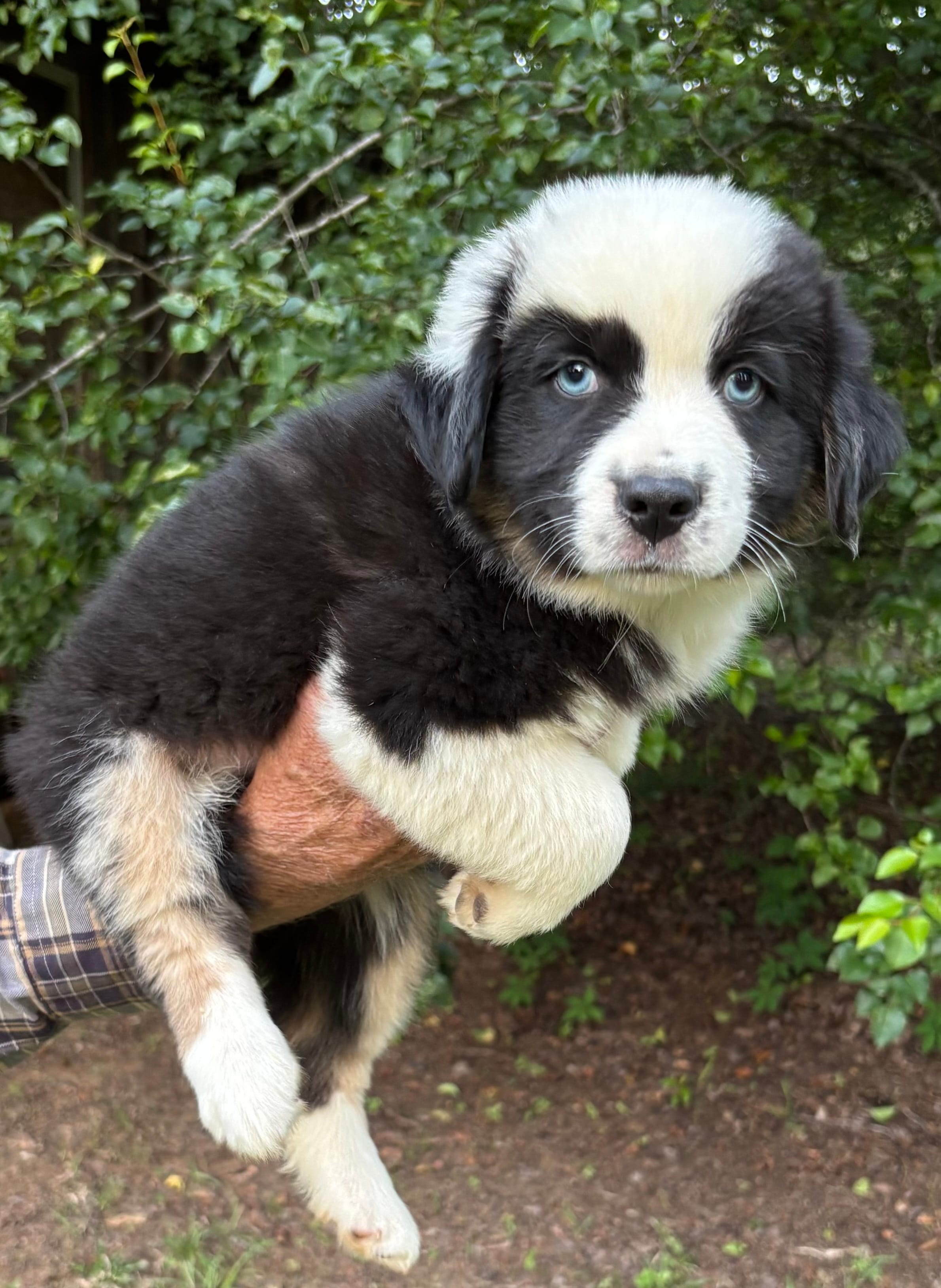 Bandit Boy 4 – Australian Shepherd puppy for sale in Randolph, MS