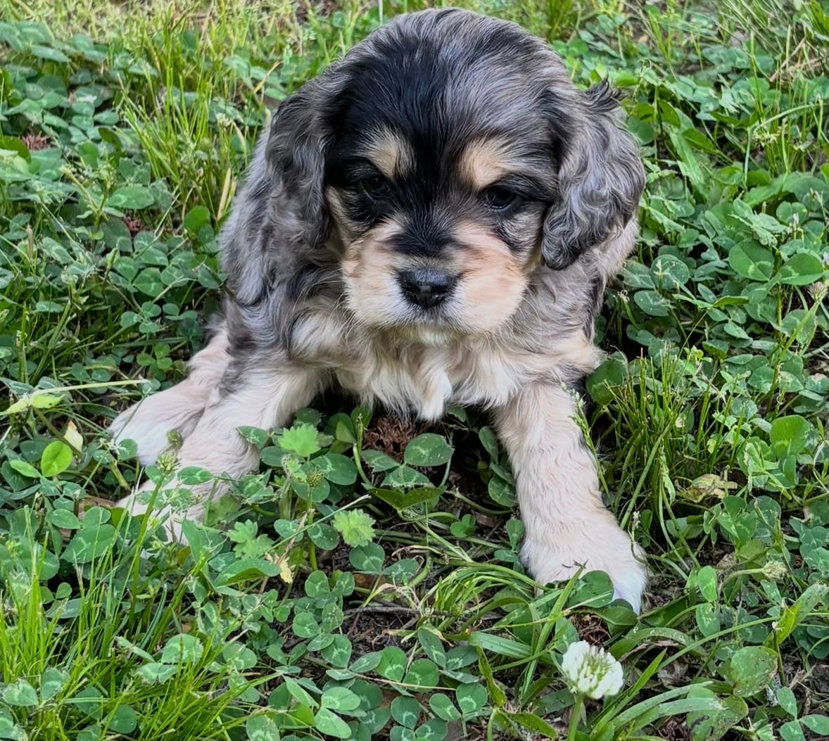 Bluey Boy  – Miniature Goldendoodle puppy for sale in Randolph, MS