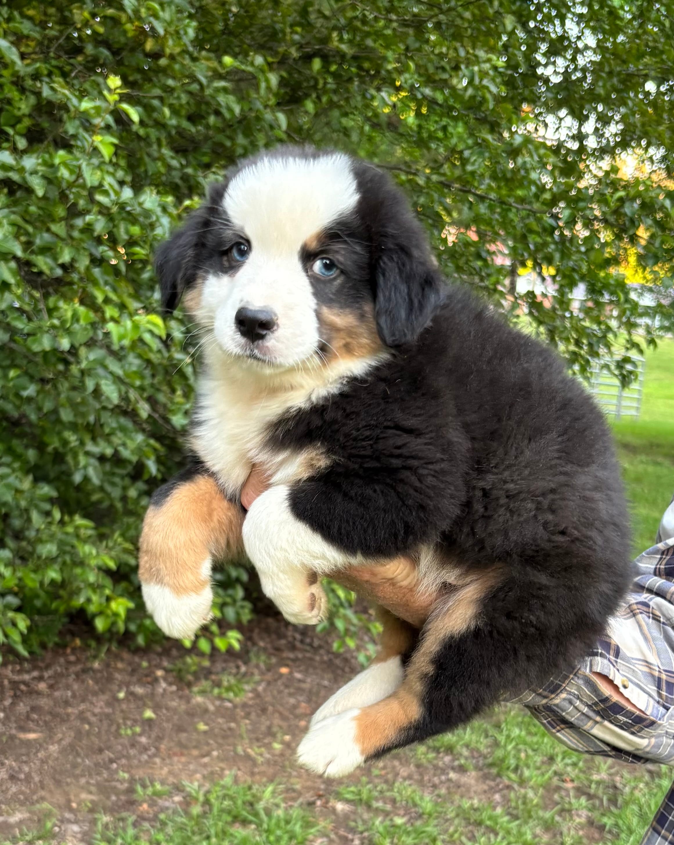 Bandit Boy 3 – Australian Shepherd puppy for sale in Randolph, MS