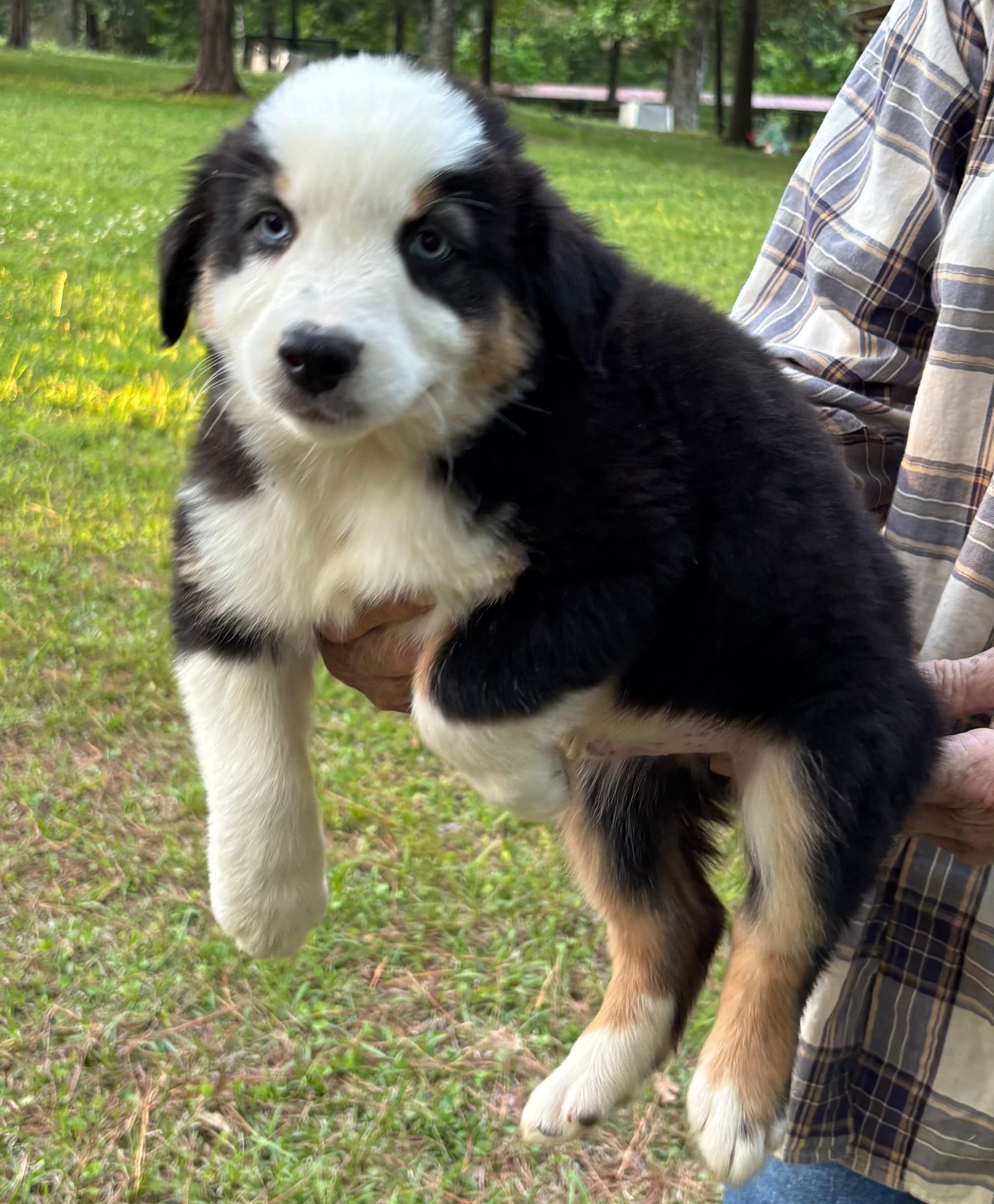 Bandit Boy 2 – Australian Shepherd puppy for sale in Randolph, MS