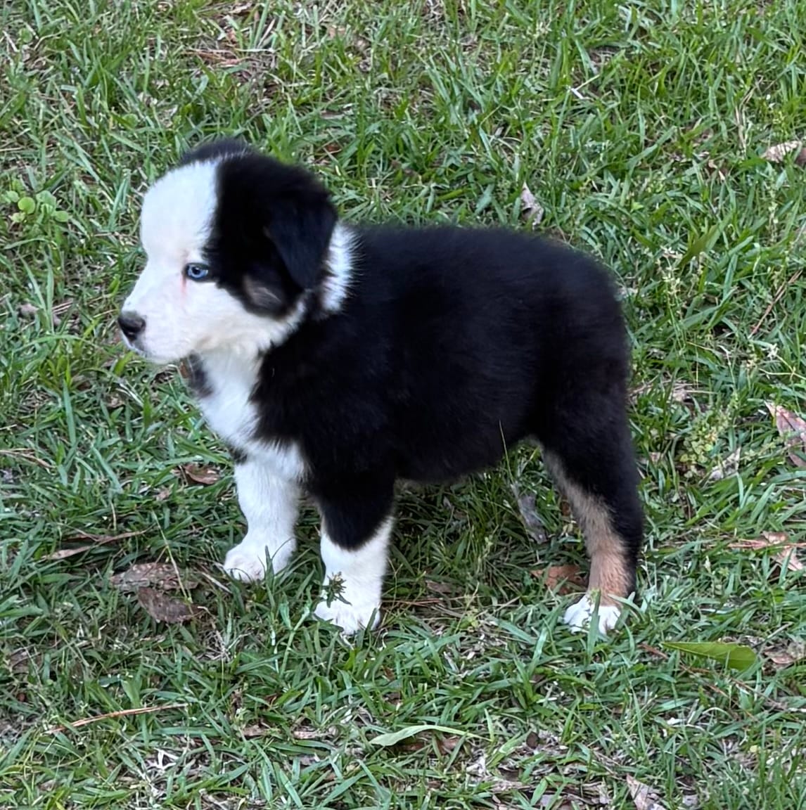 Lily Girl 1 – Australian Shepherd puppy for sale in Randolph, MS