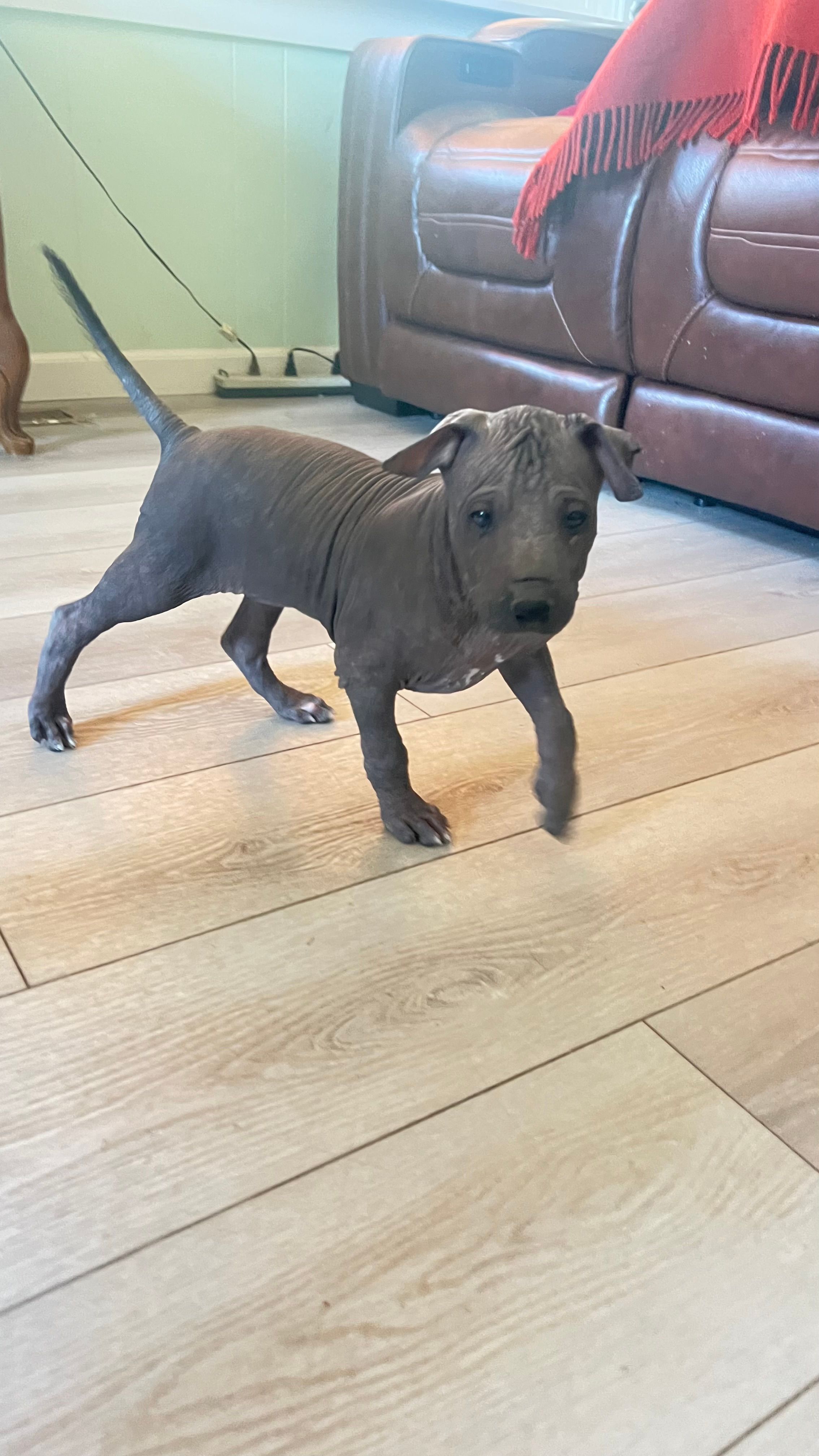 Xochi  – Xoloitzcuintli puppy for sale in Warner Springs, CA