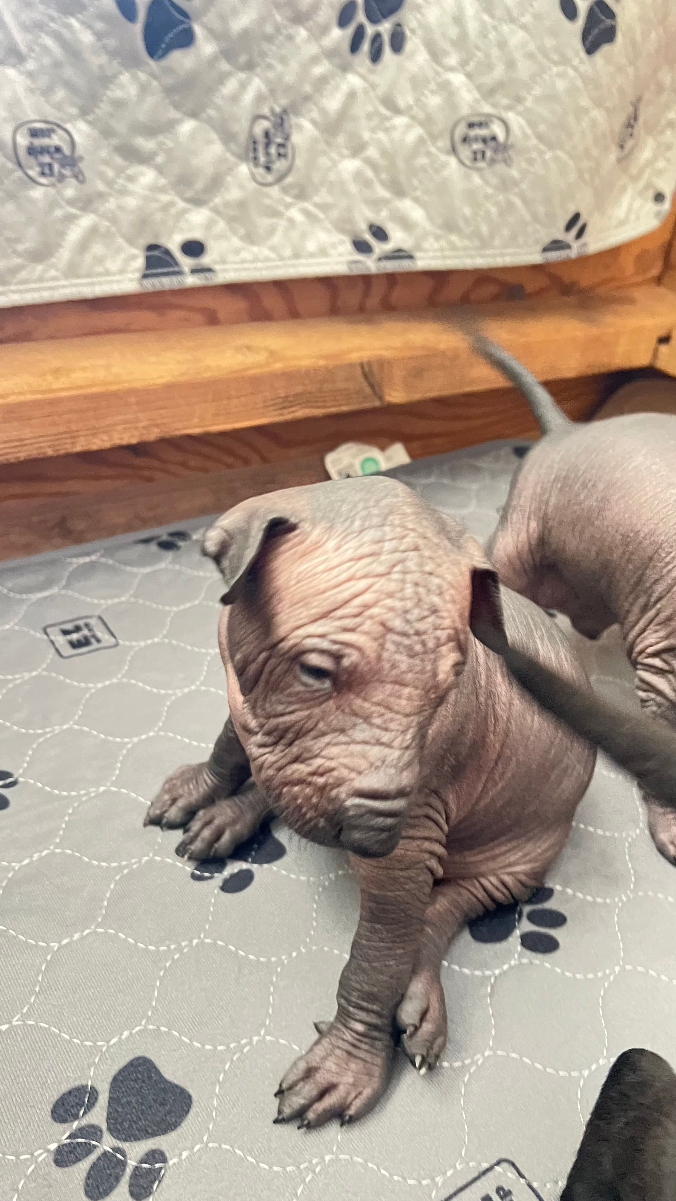 Xochi  – Xoloitzcuintli puppy for sale in Warner Springs, CA