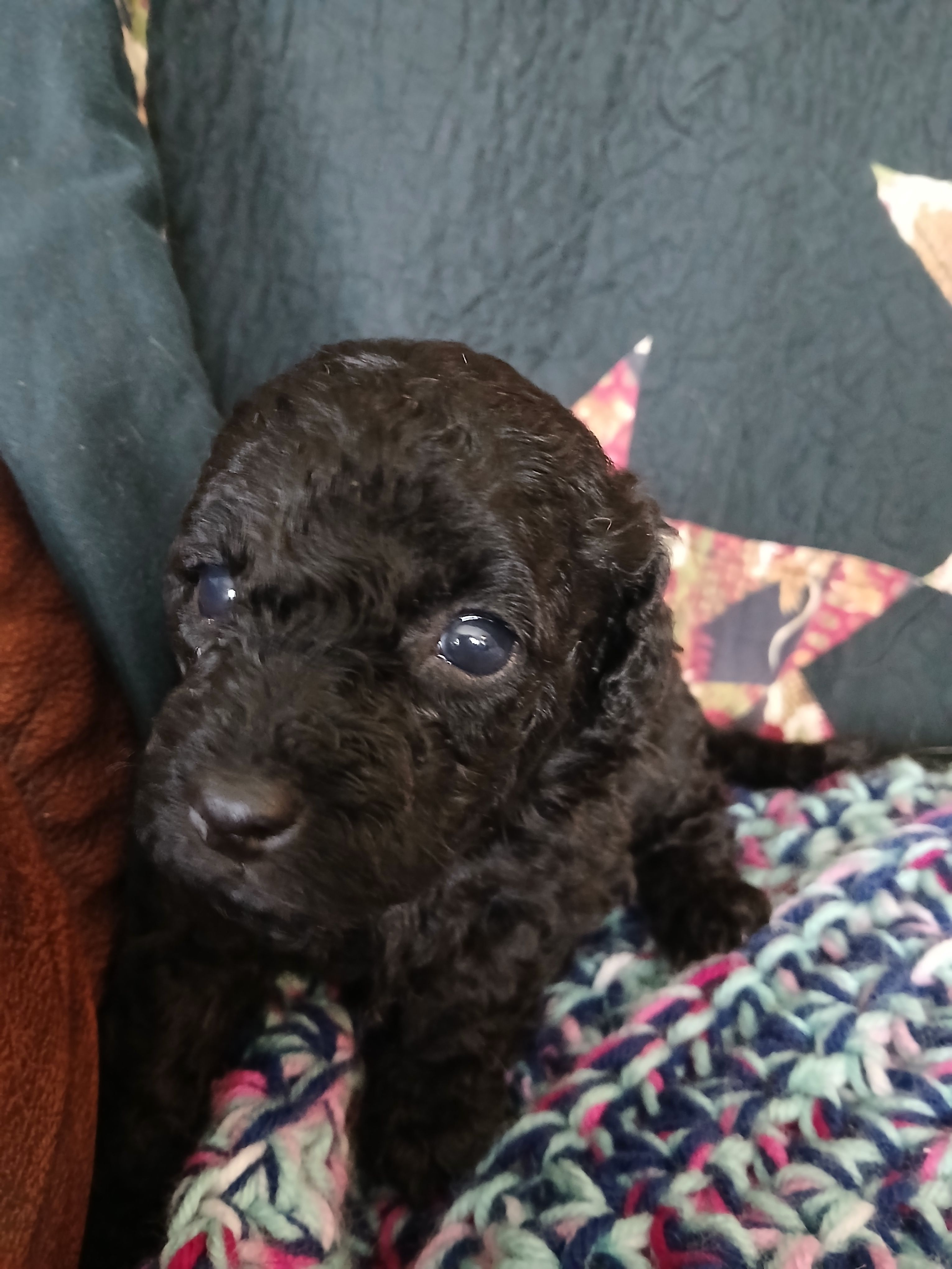 Macchiato – Maltipoo, Poodle - Toy  puppy for sale in Morganton, NC