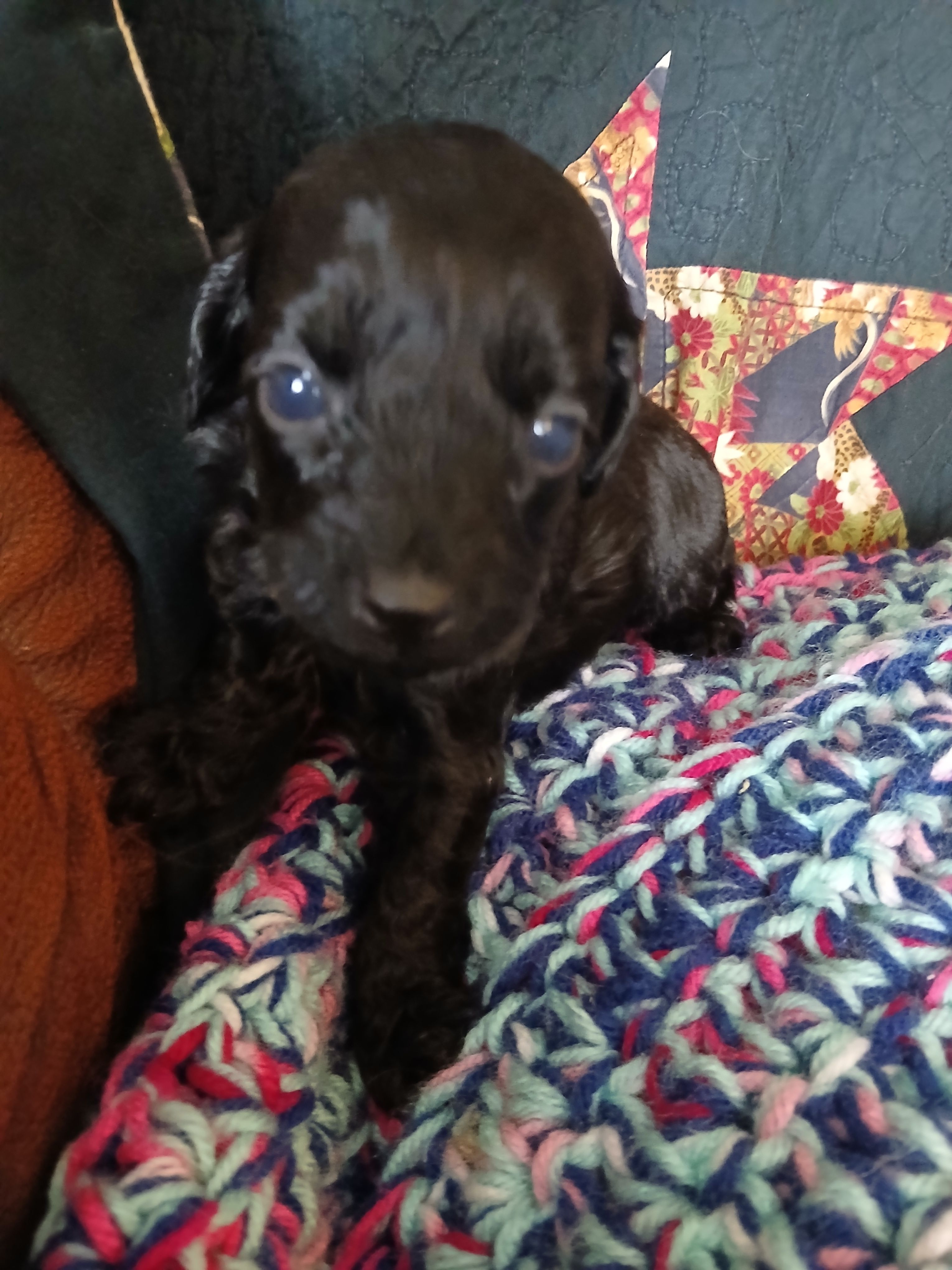 Kona – Maltipoo, Poodle - Toy  puppy for sale in Morganton, NC