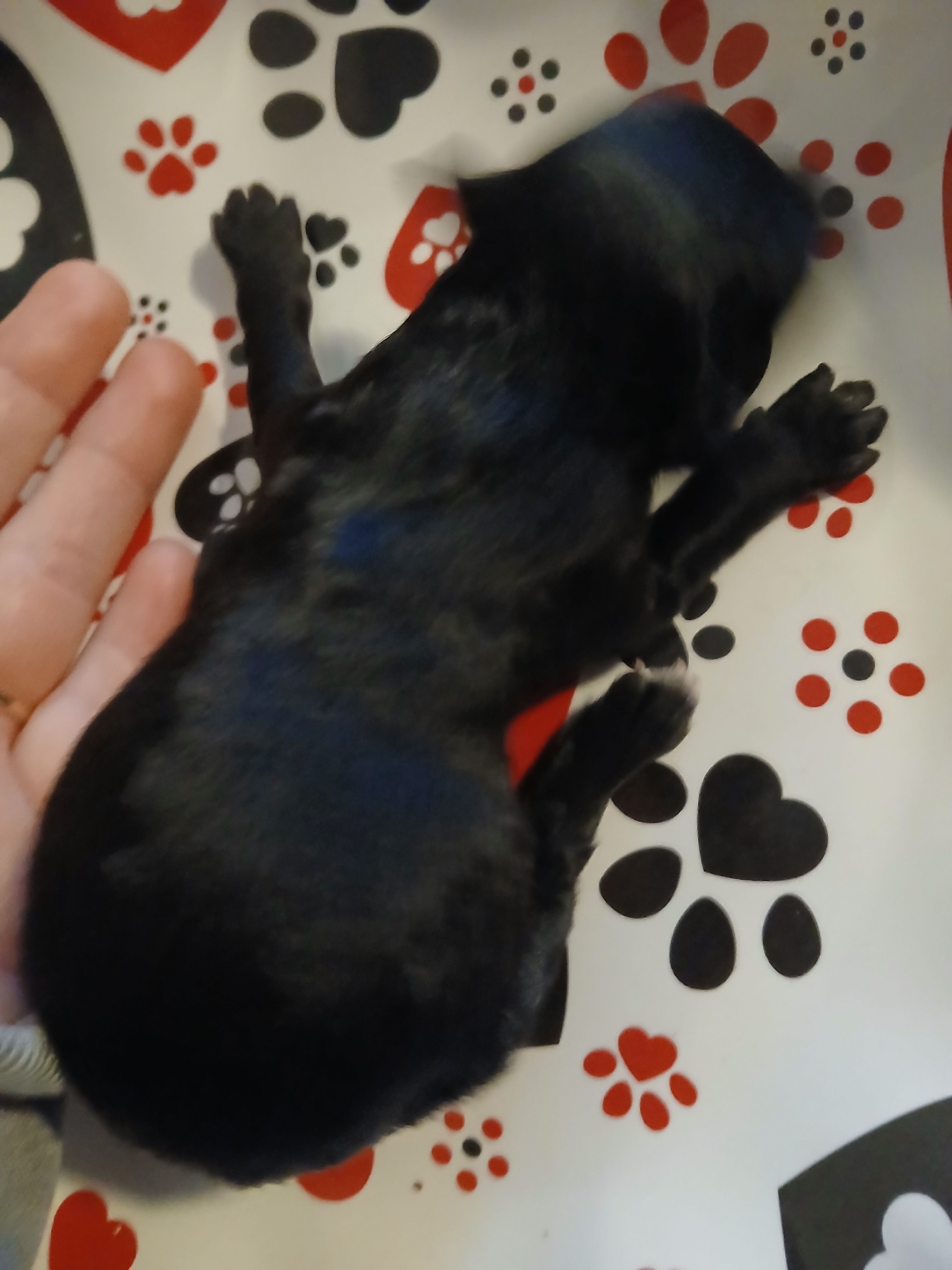Mocha, a male Maltipoo and Poodle - Toy  for sale in Morganton, NC – 3 of 4