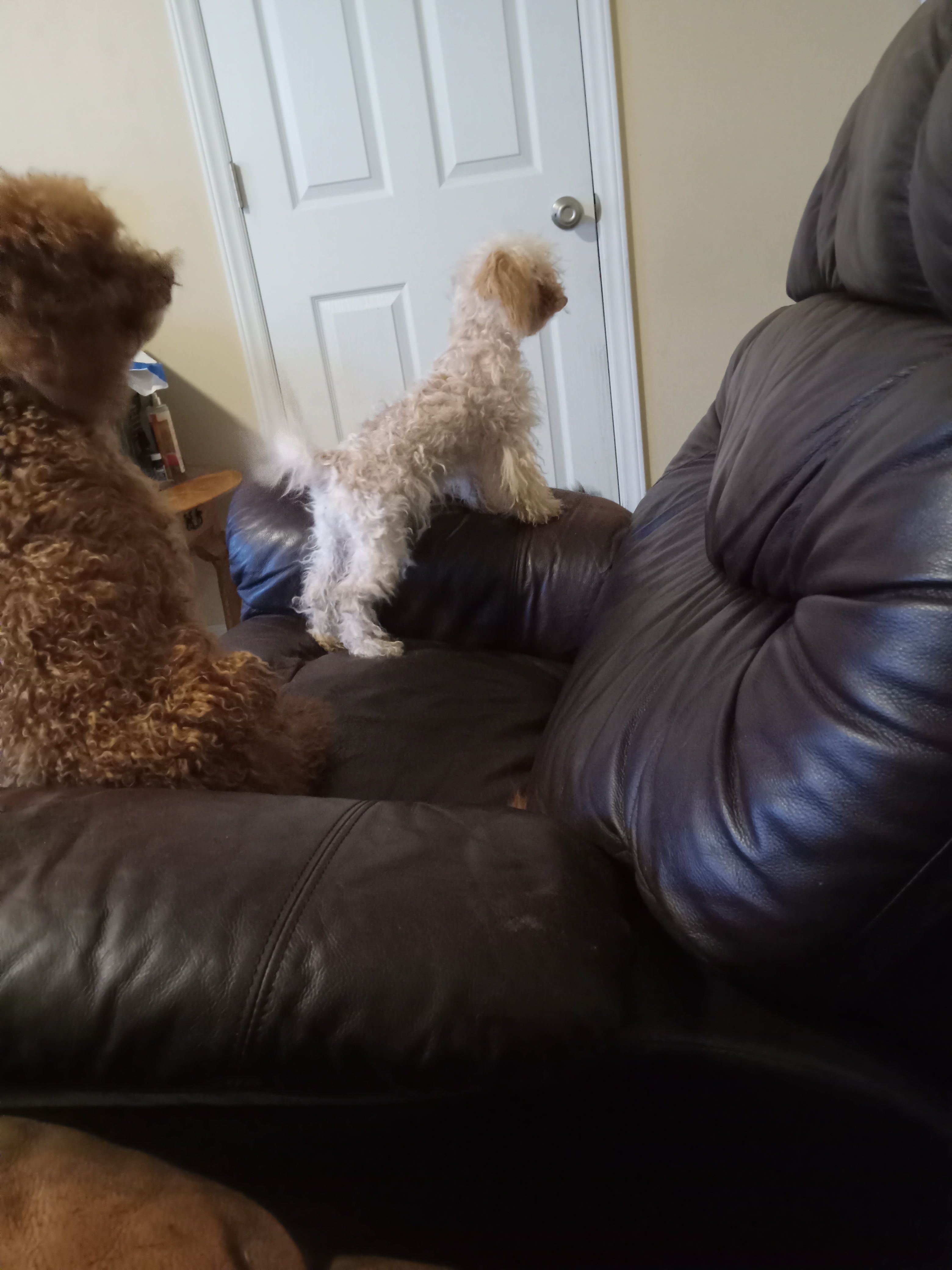 Stella, a female Maltipoo and Poodle - Toy  for sale in Morganton, NC – 2 of 2
