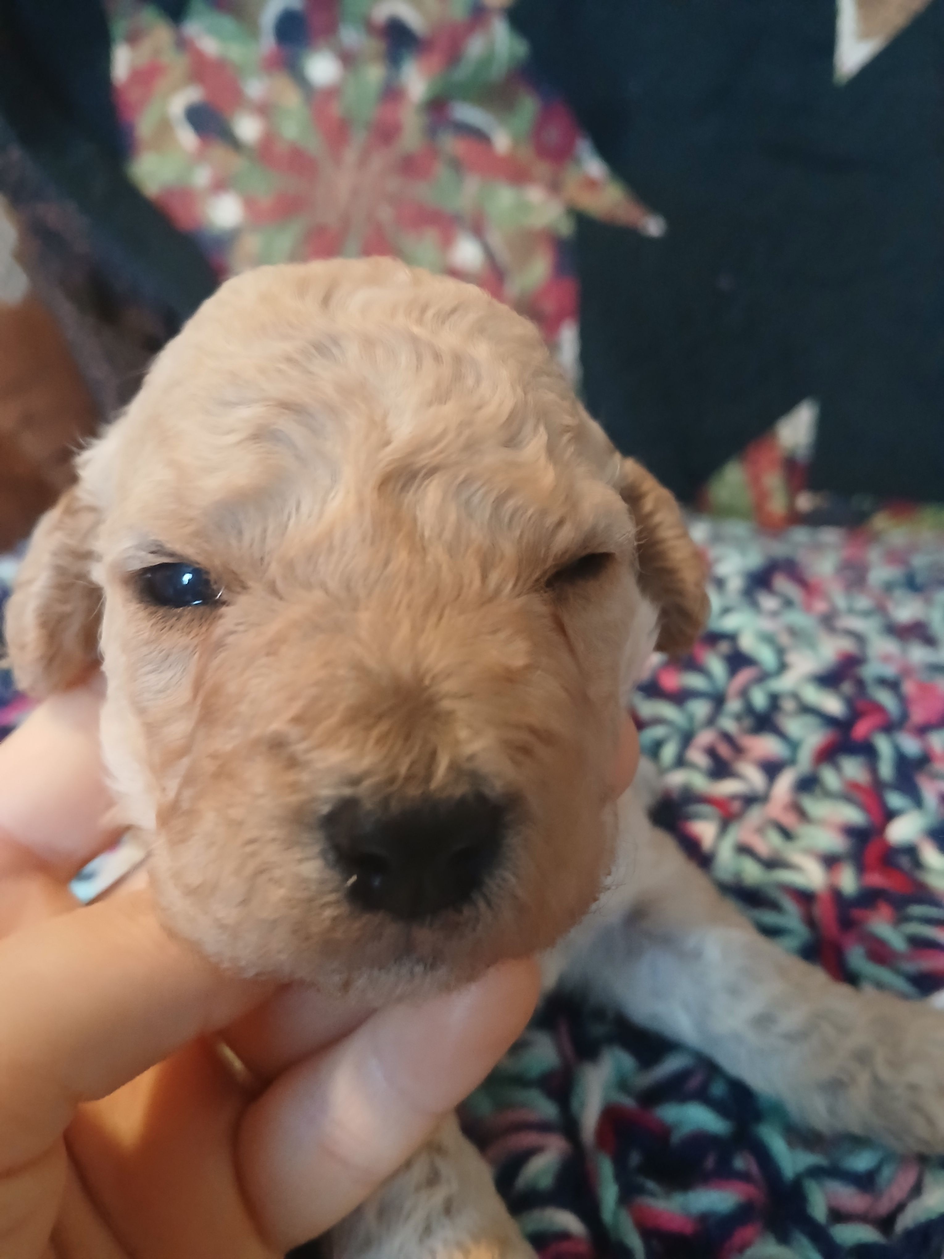 Latte – Maltipoo, Poodle - Toy  puppy for sale in Morganton, NC