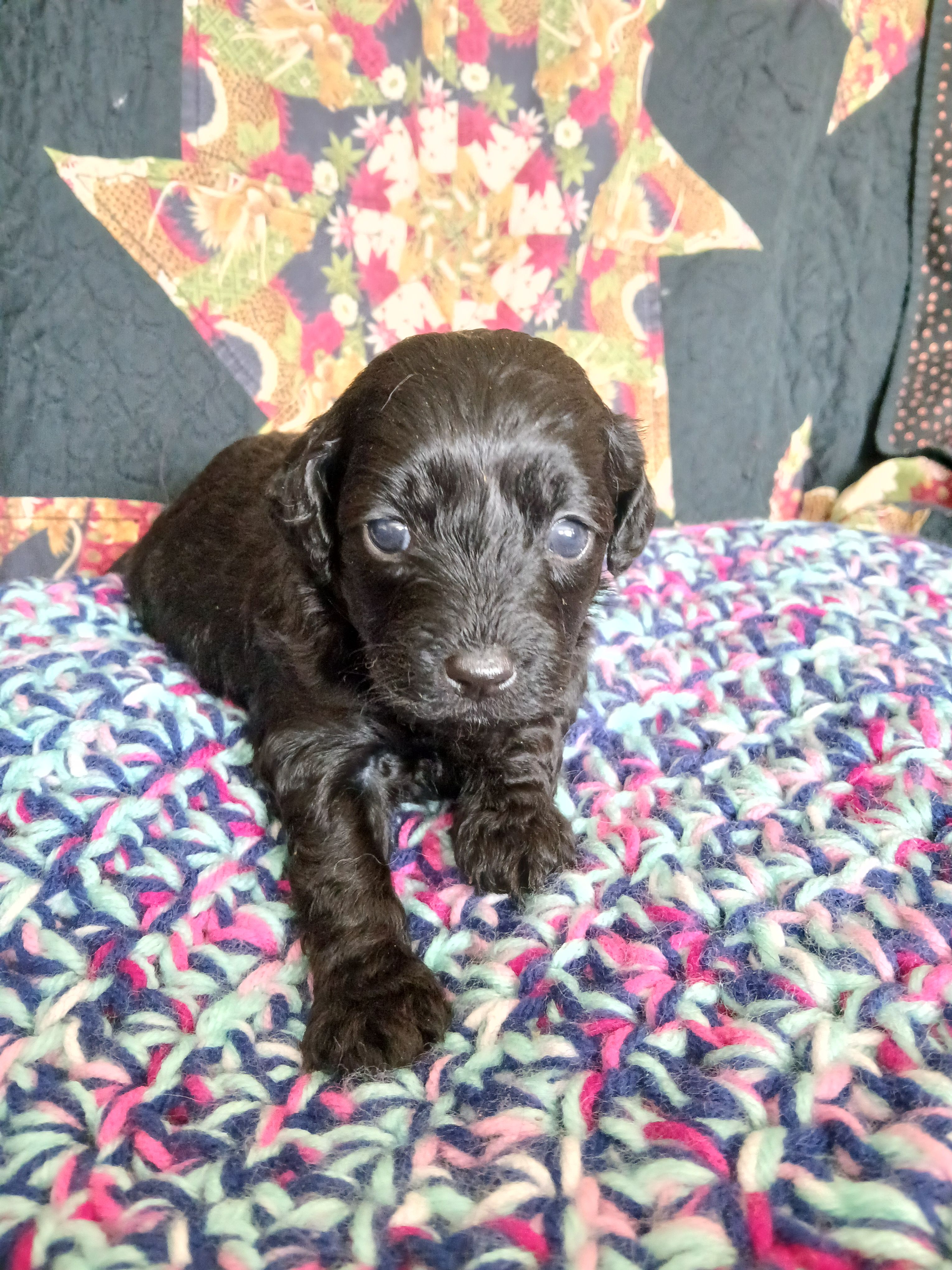 Espresso – Maltipoo, Poodle - Toy  puppy for sale in Morganton, NC