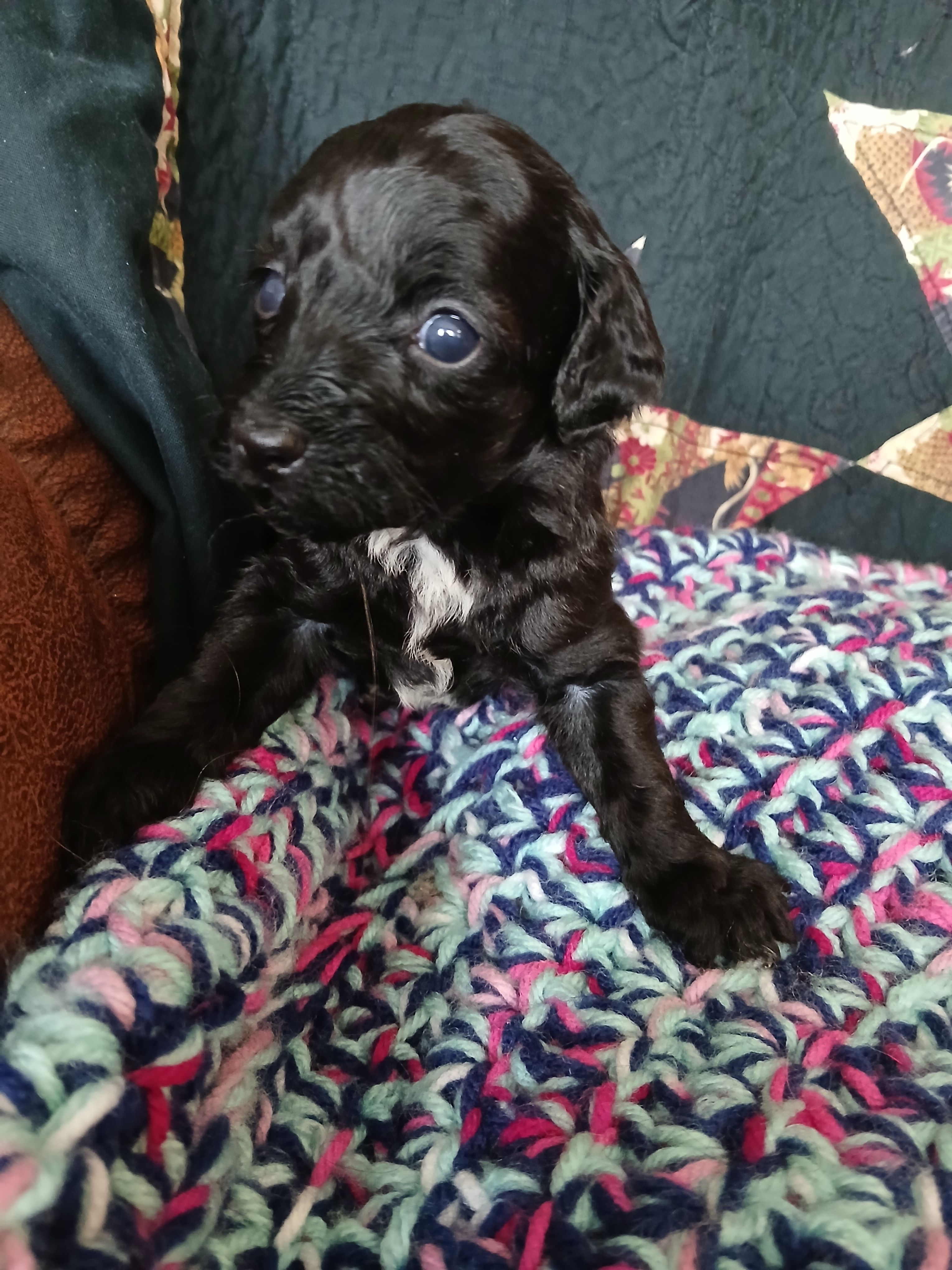Mocha – Maltipoo, Poodle - Toy  puppy for sale in Morganton, NC