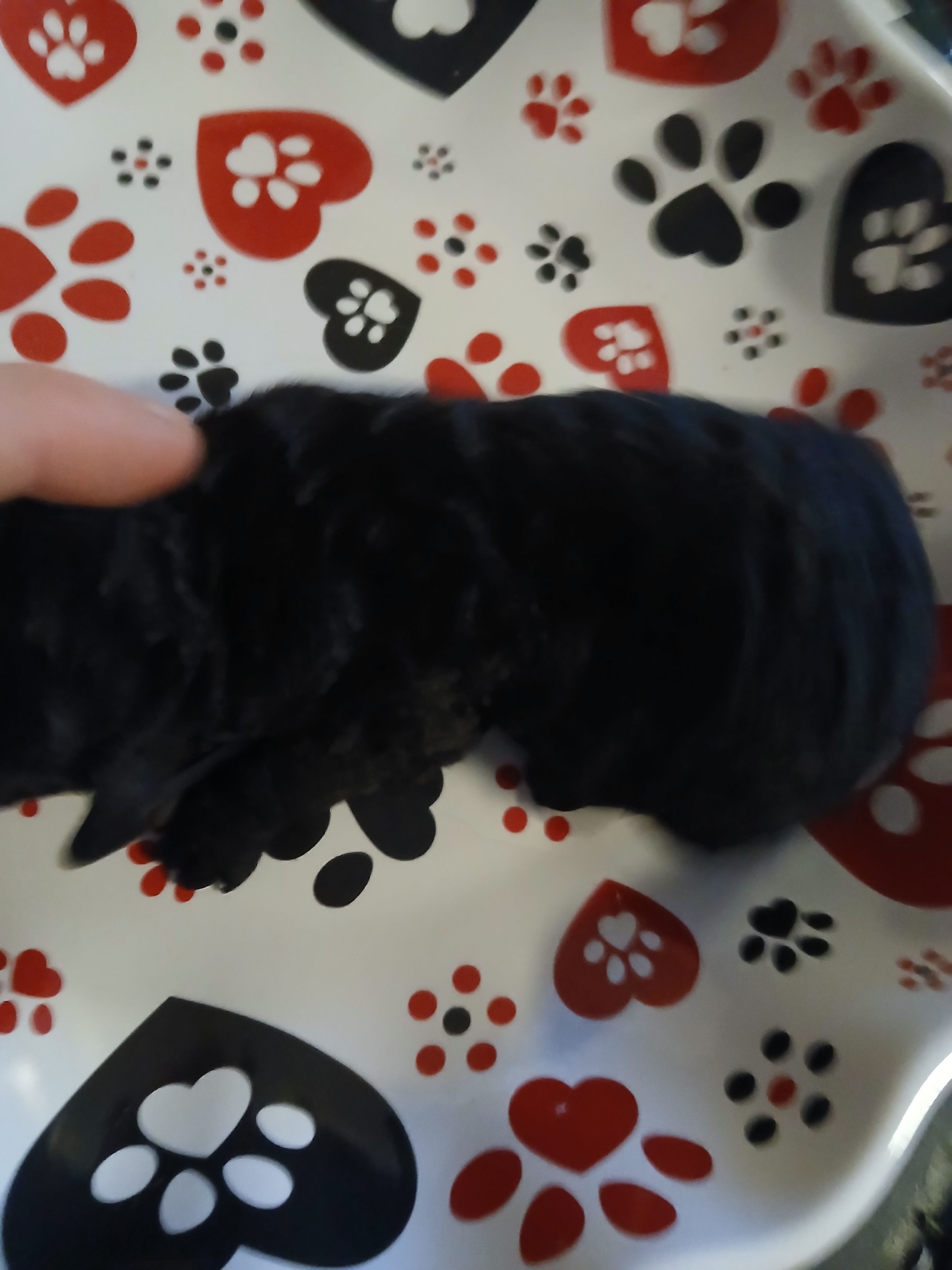 Espresso, a male Maltipoo and Poodle - Toy  for sale in Morganton, NC – 4 of 5