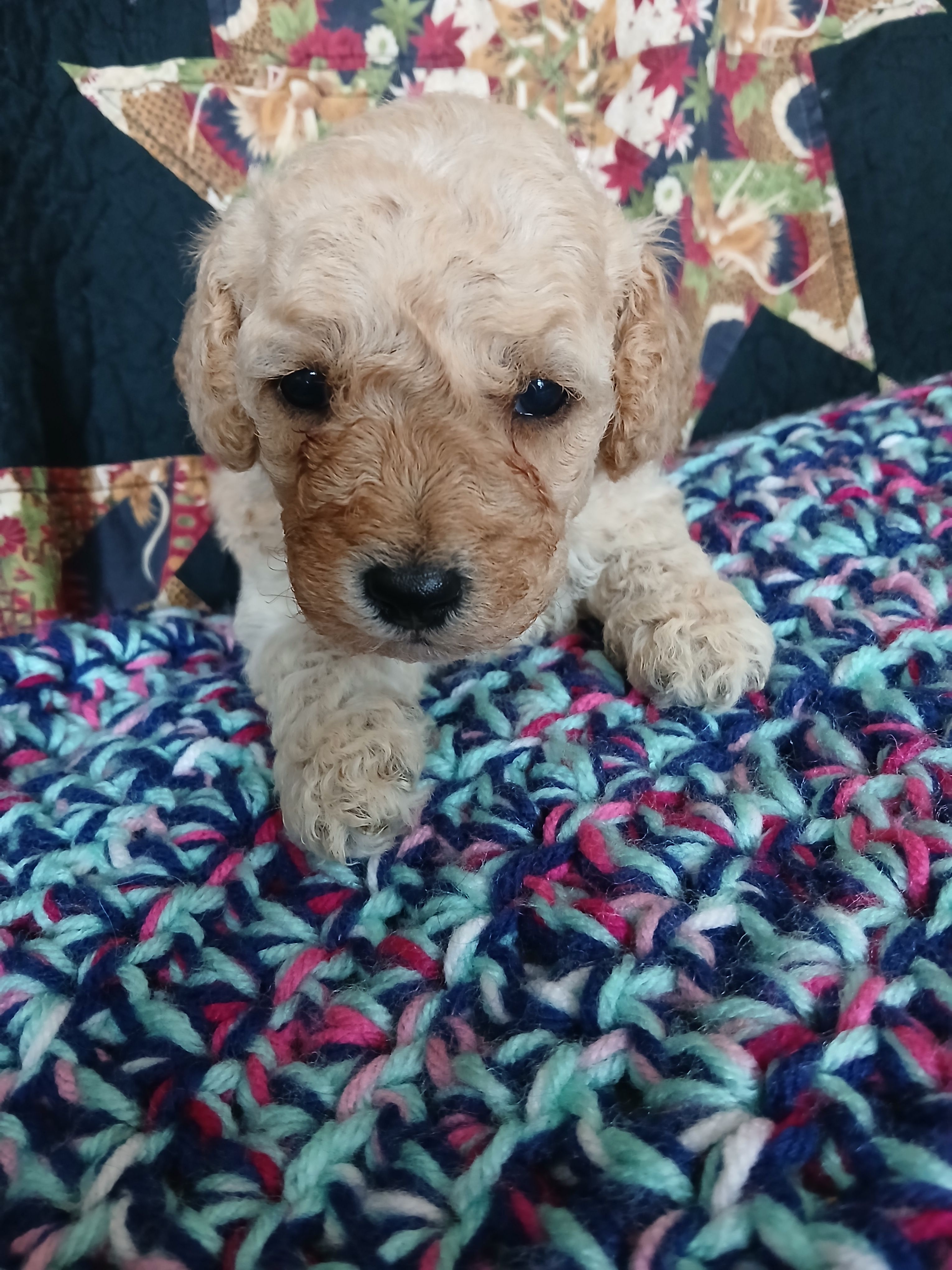 Latte – Maltipoo, Poodle - Toy  puppy for sale in Morganton, NC