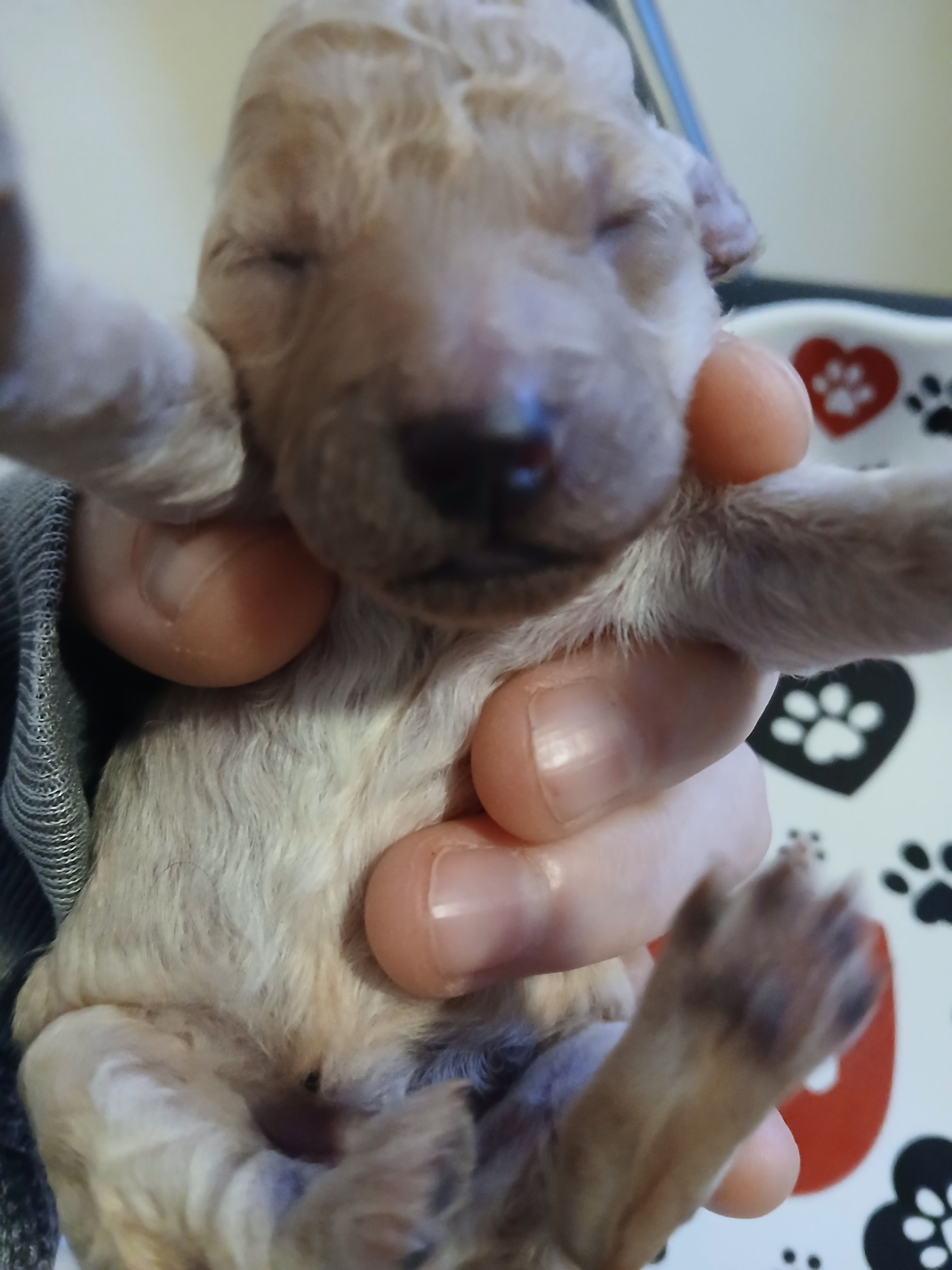 Latte – Maltipoo, Poodle - Toy  puppy for sale in Morganton, NC