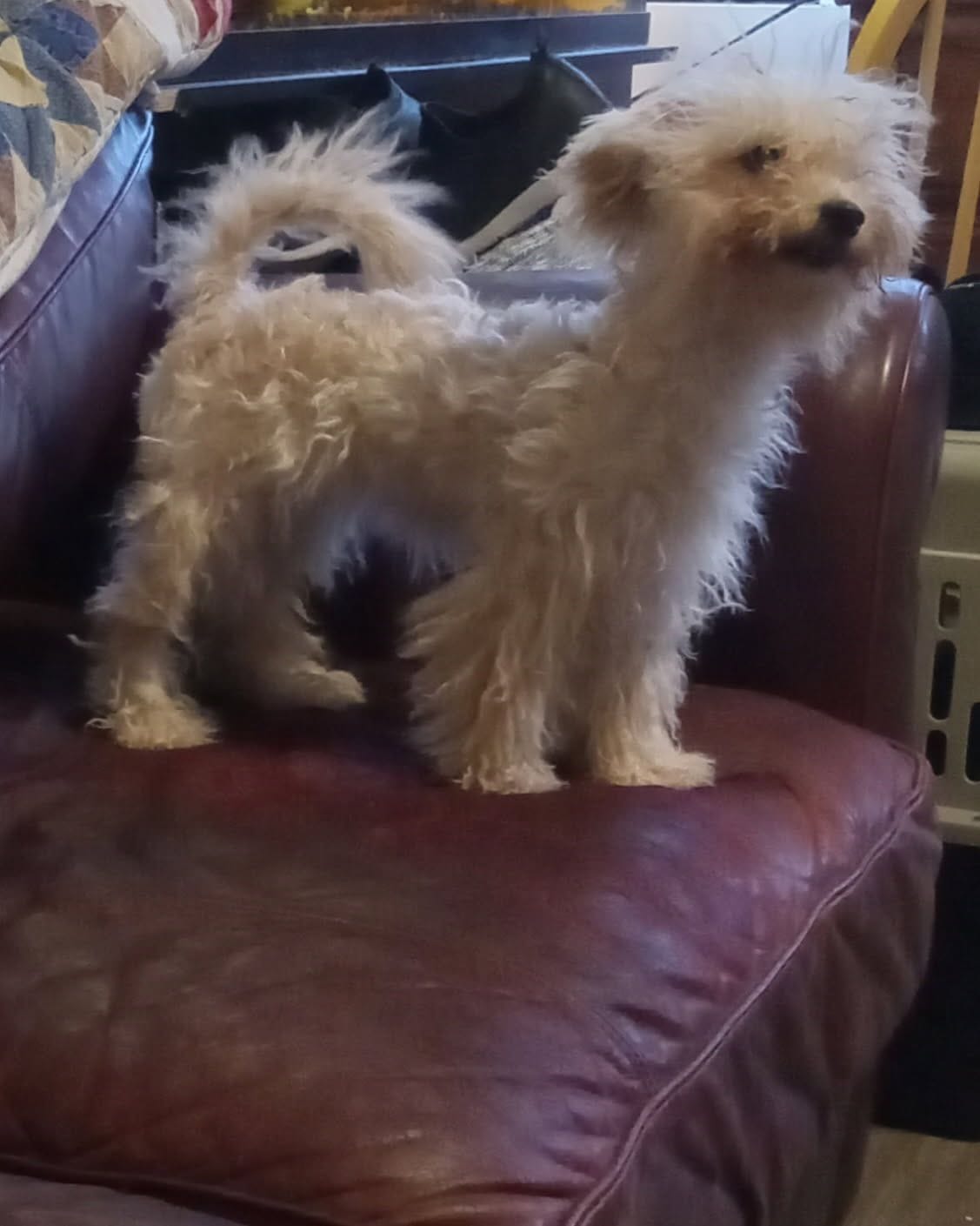 Stella – Maltipoo, Poodle - Toy  puppy for sale in Morganton, NC