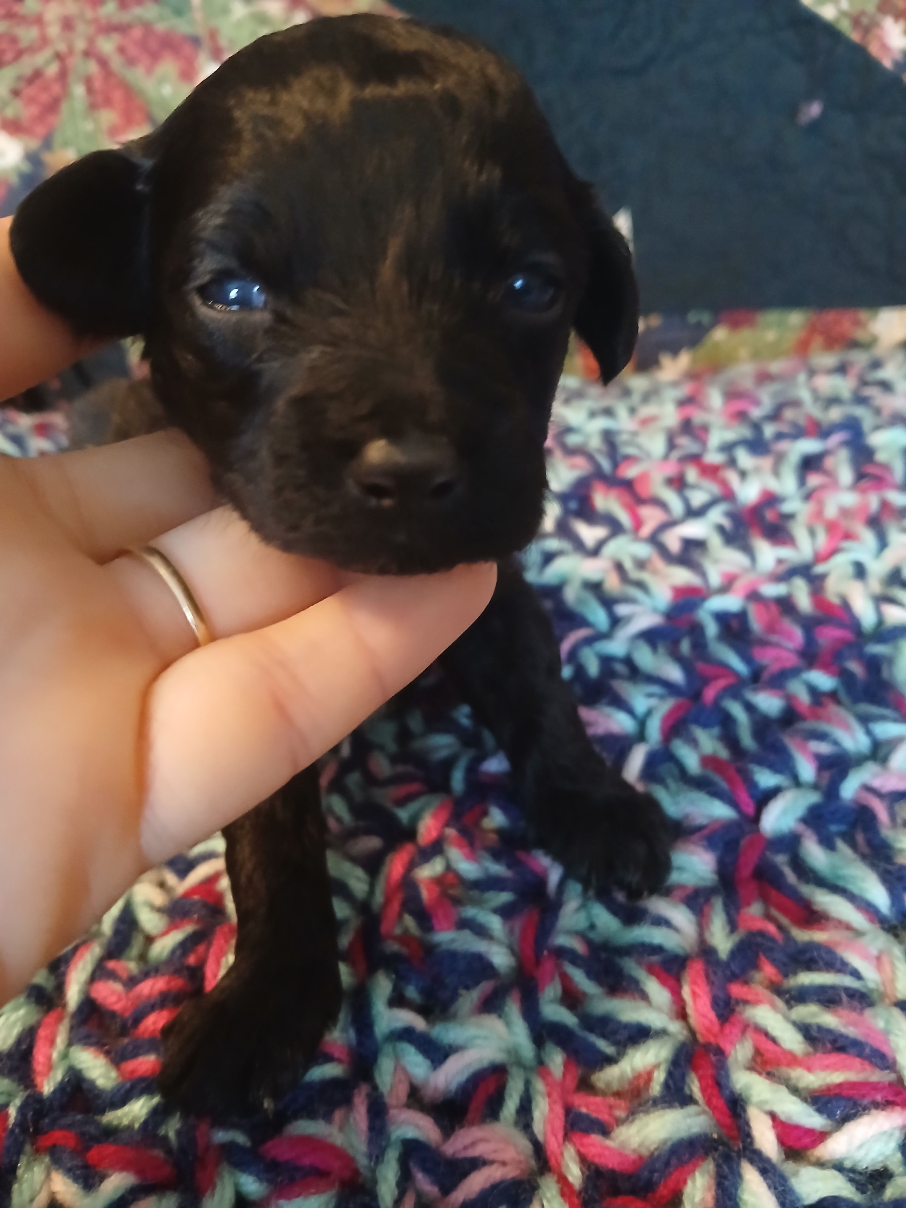 Mocha – Maltipoo, Poodle - Toy  puppy for sale in Morganton, NC