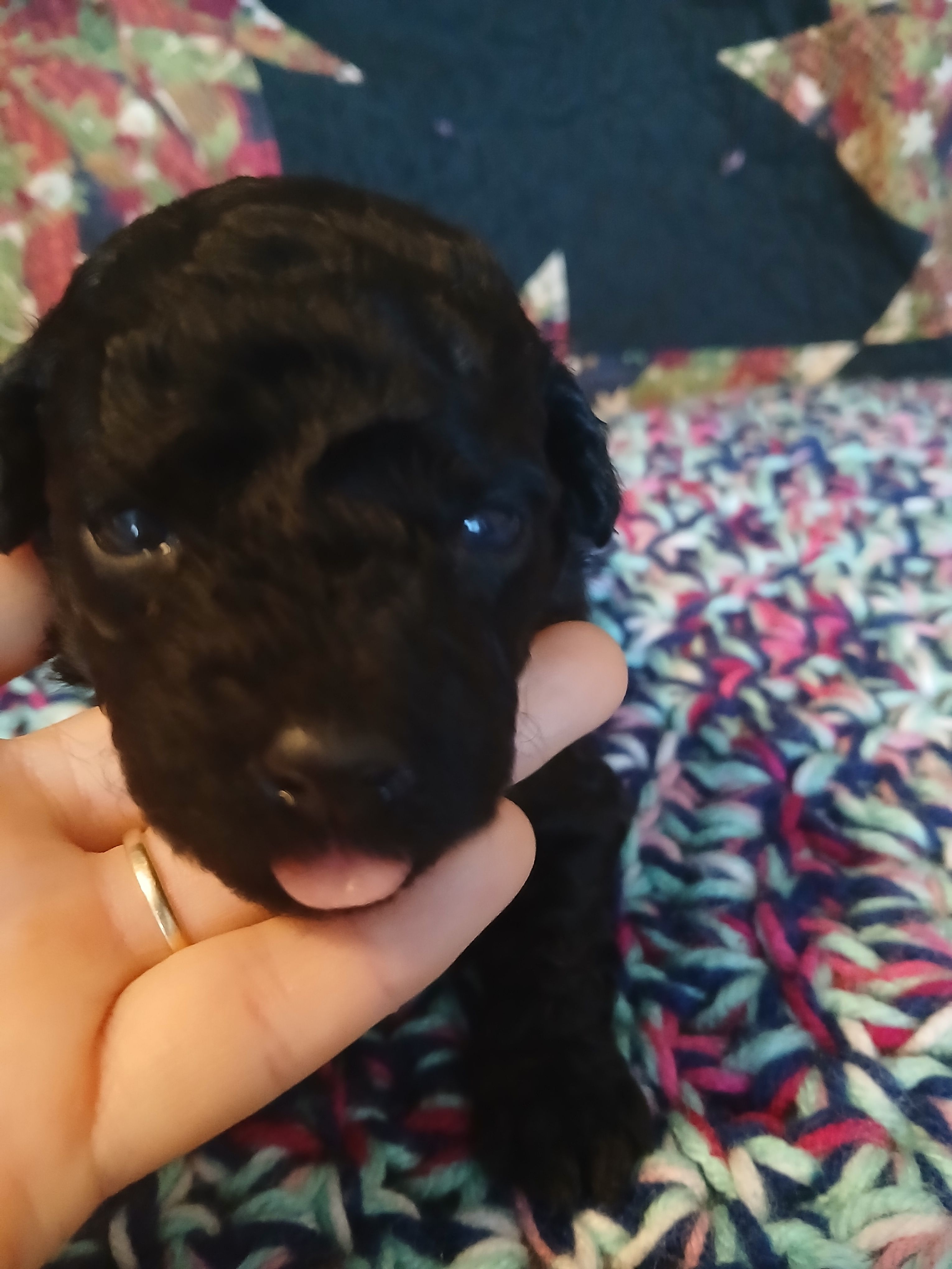 Macchiato – Maltipoo, Poodle - Toy  puppy for sale in Morganton, NC