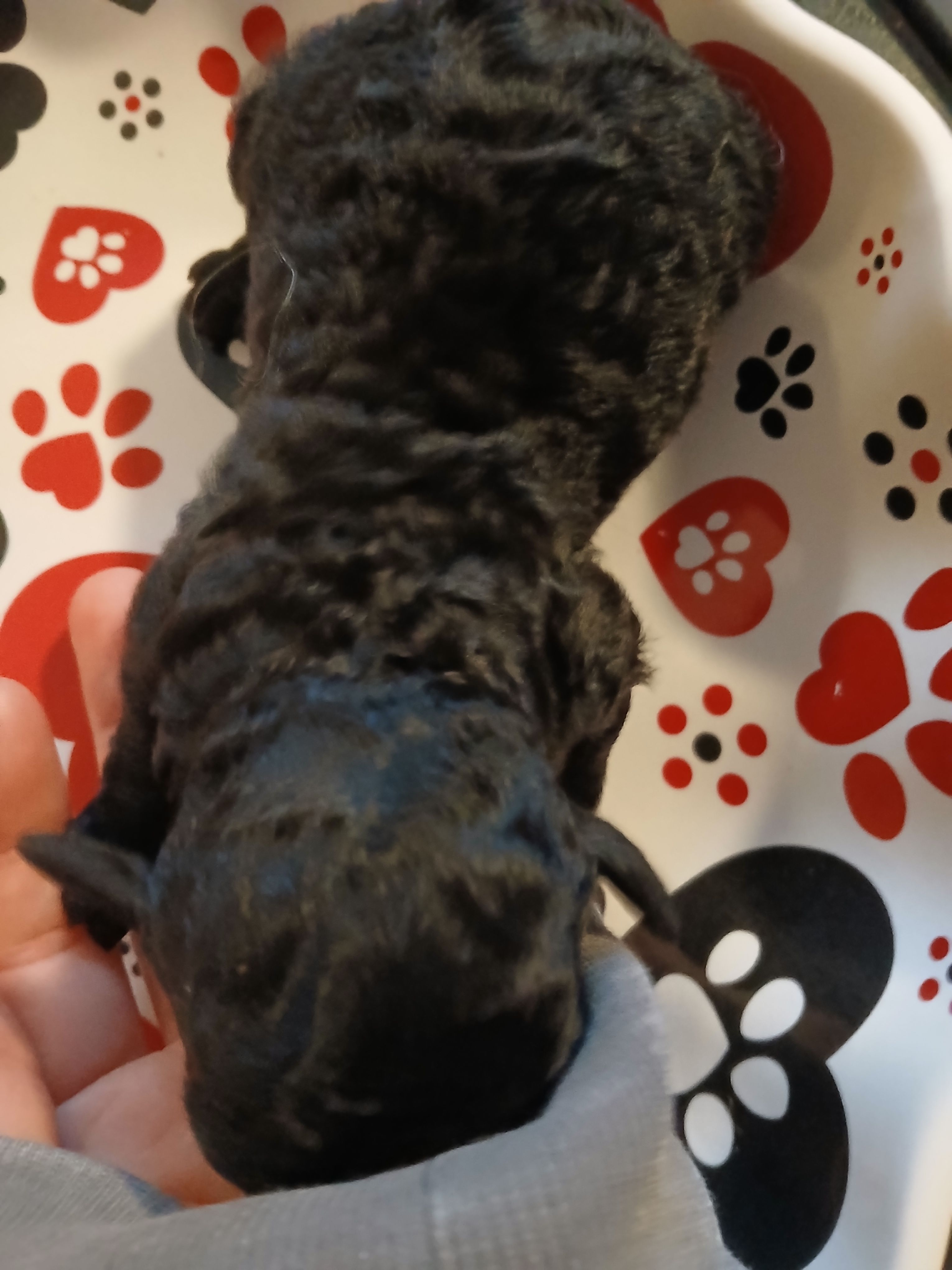 Espresso, a male Maltipoo and Poodle - Toy  for sale in Morganton, NC – 3 of 5