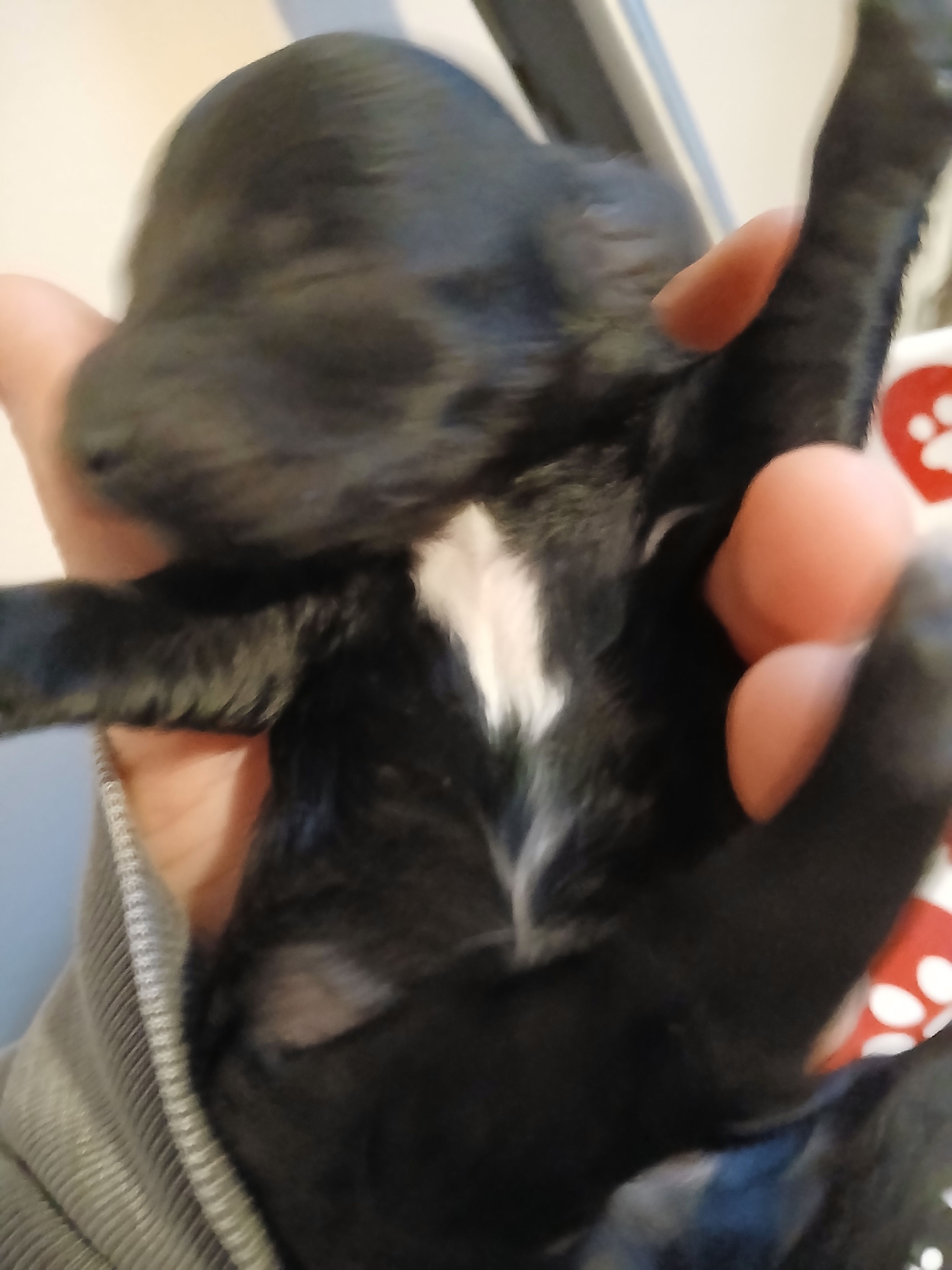 Mocha, a male Maltipoo and Poodle - Toy  for sale in Morganton, NC – 2 of 4