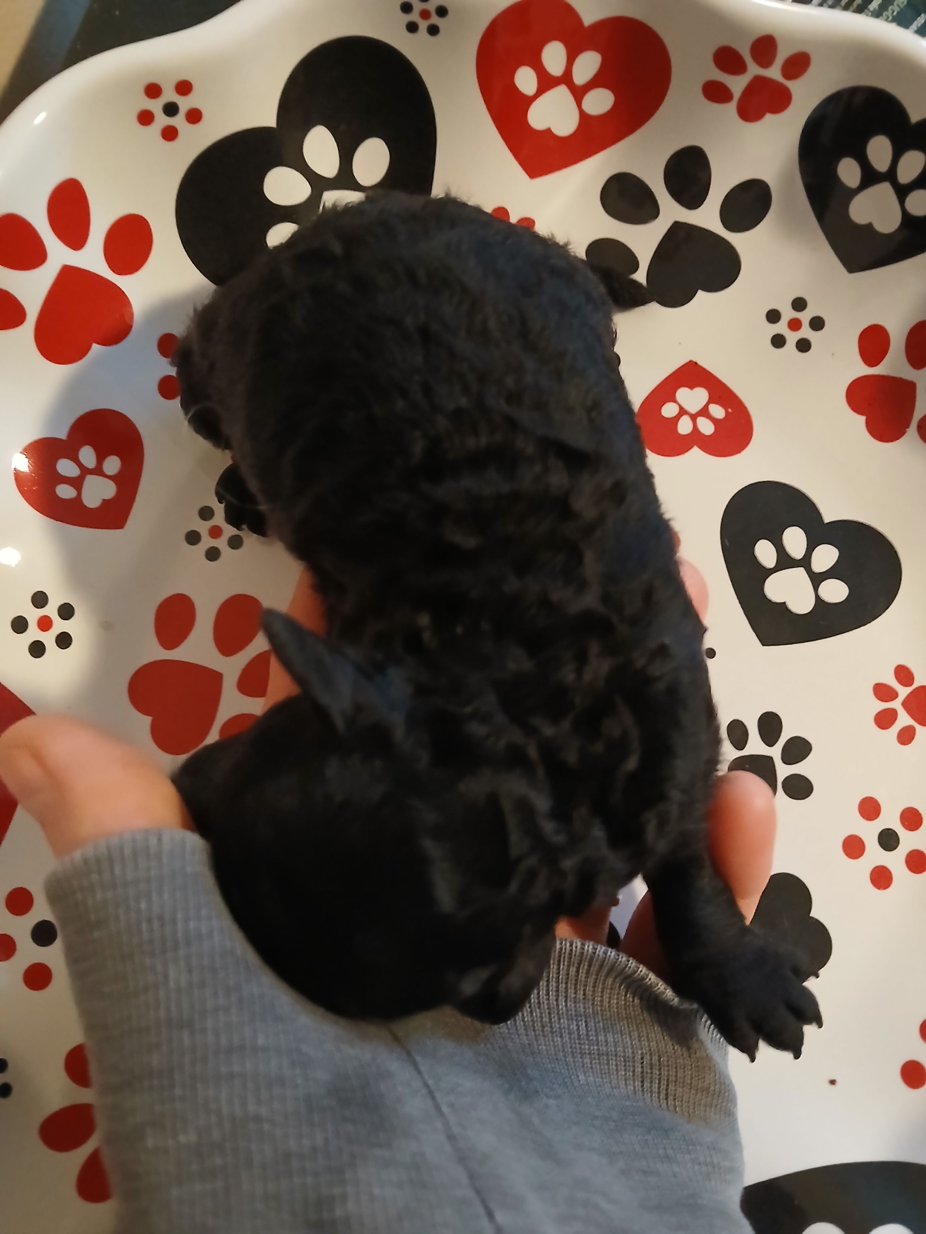 Espresso, a male Maltipoo and Poodle - Toy  for sale in Morganton, NC – 5 of 5