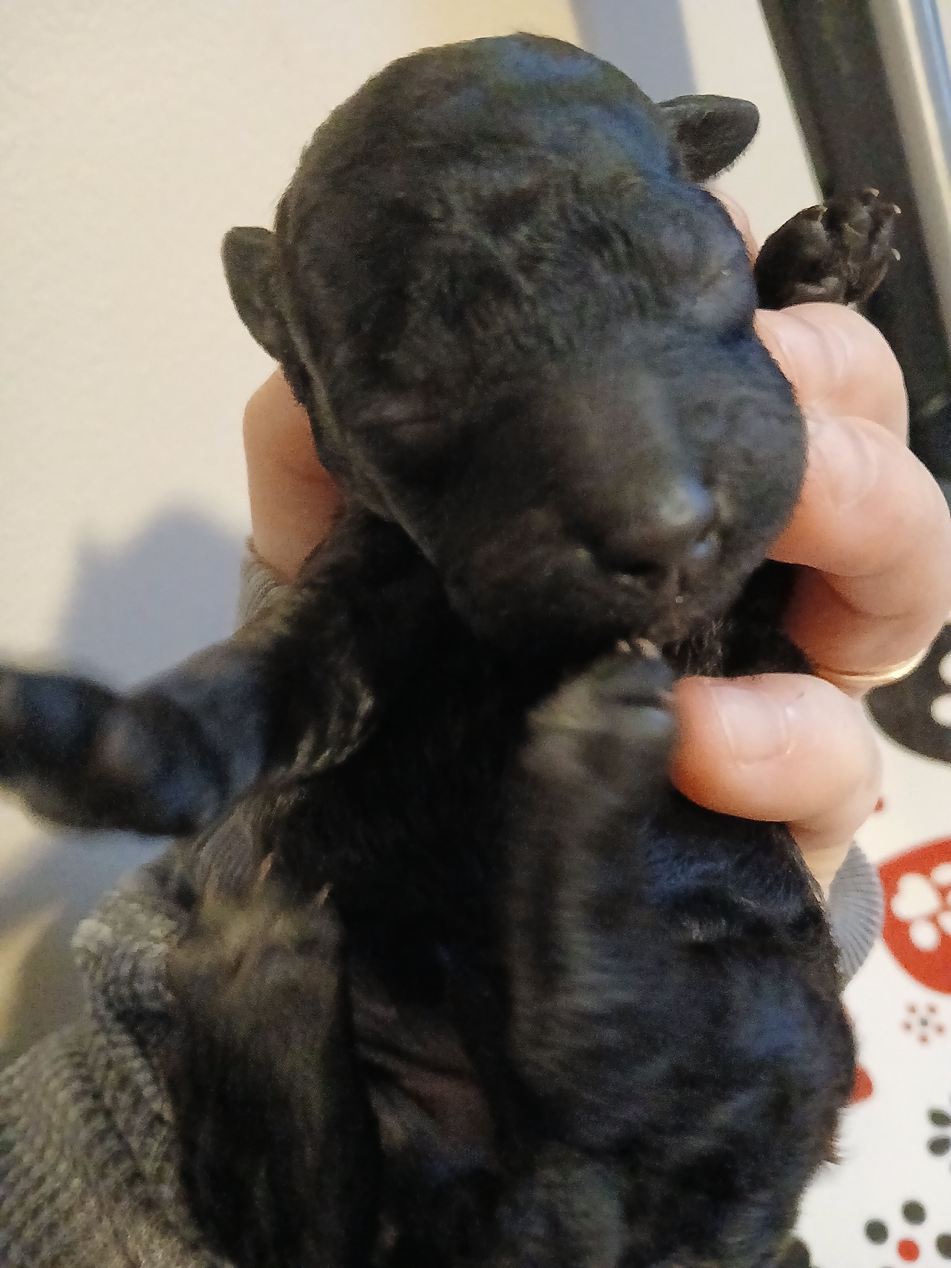 Espresso, a male Maltipoo and Poodle - Toy  for sale in Morganton, NC – 2 of 5