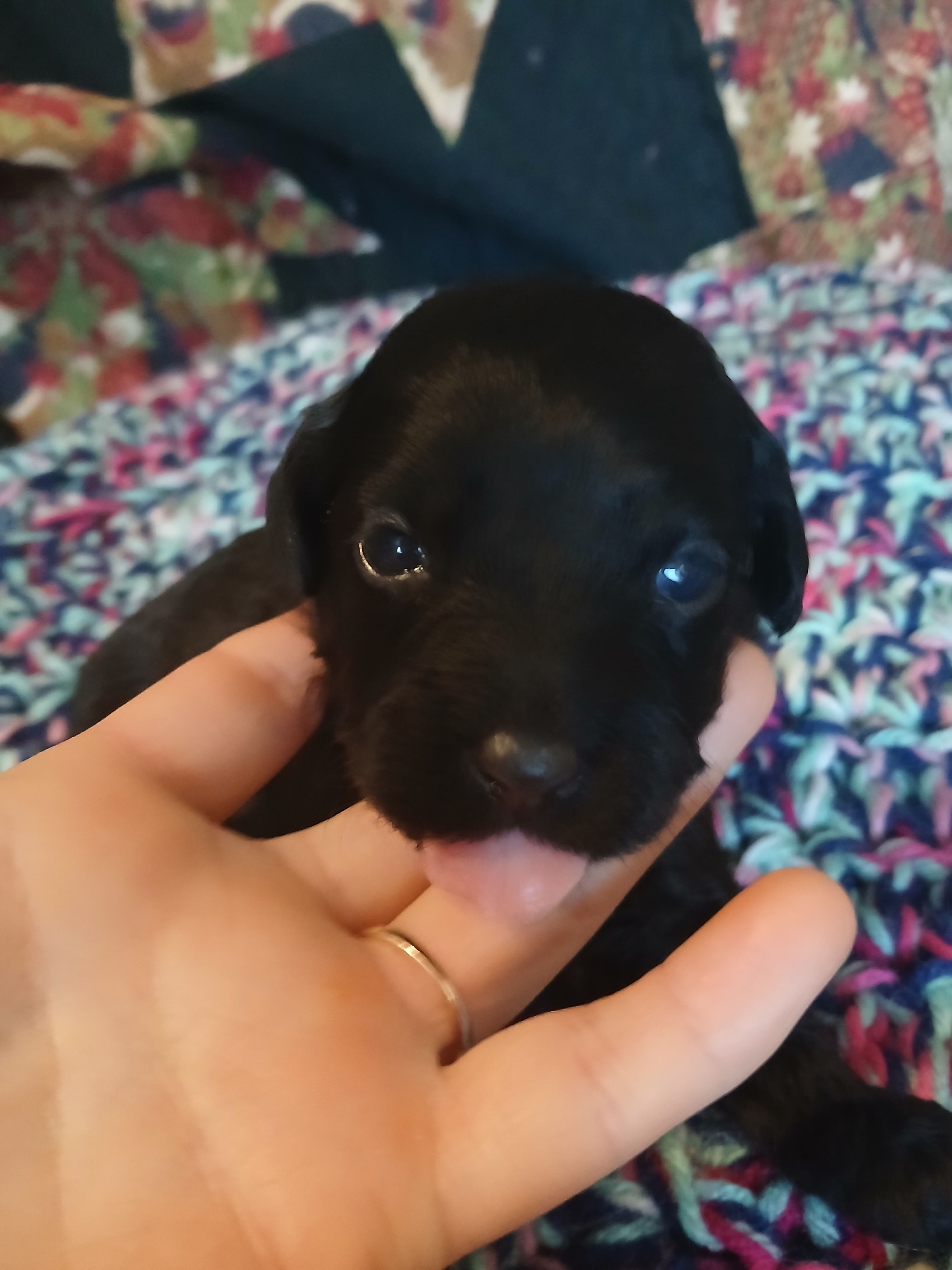 Espresso – Maltipoo, Poodle - Toy  puppy for sale in Morganton, NC