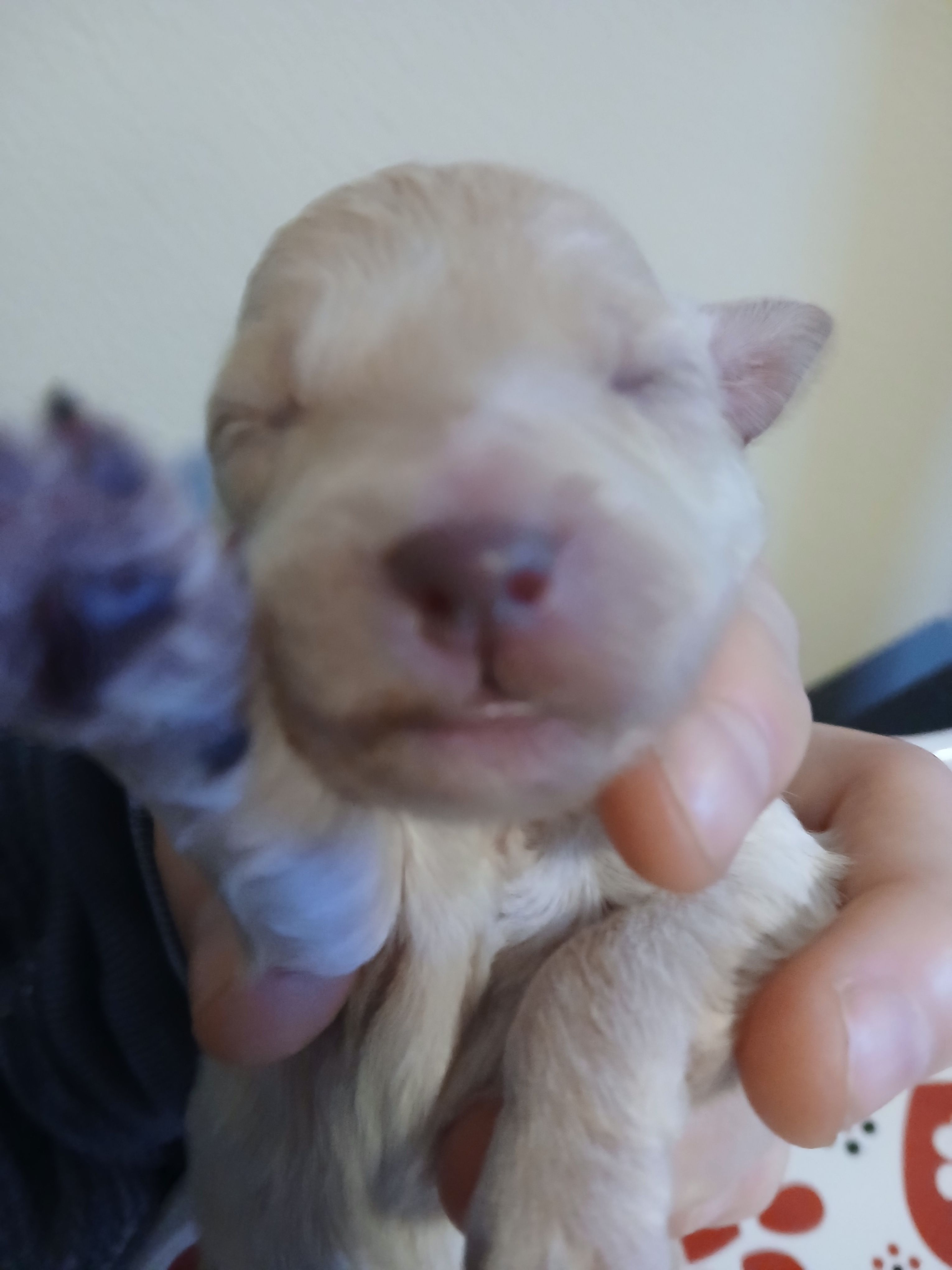 Frappuccino – Maltipoo, Poodle - Toy  puppy for sale in Morganton, NC
