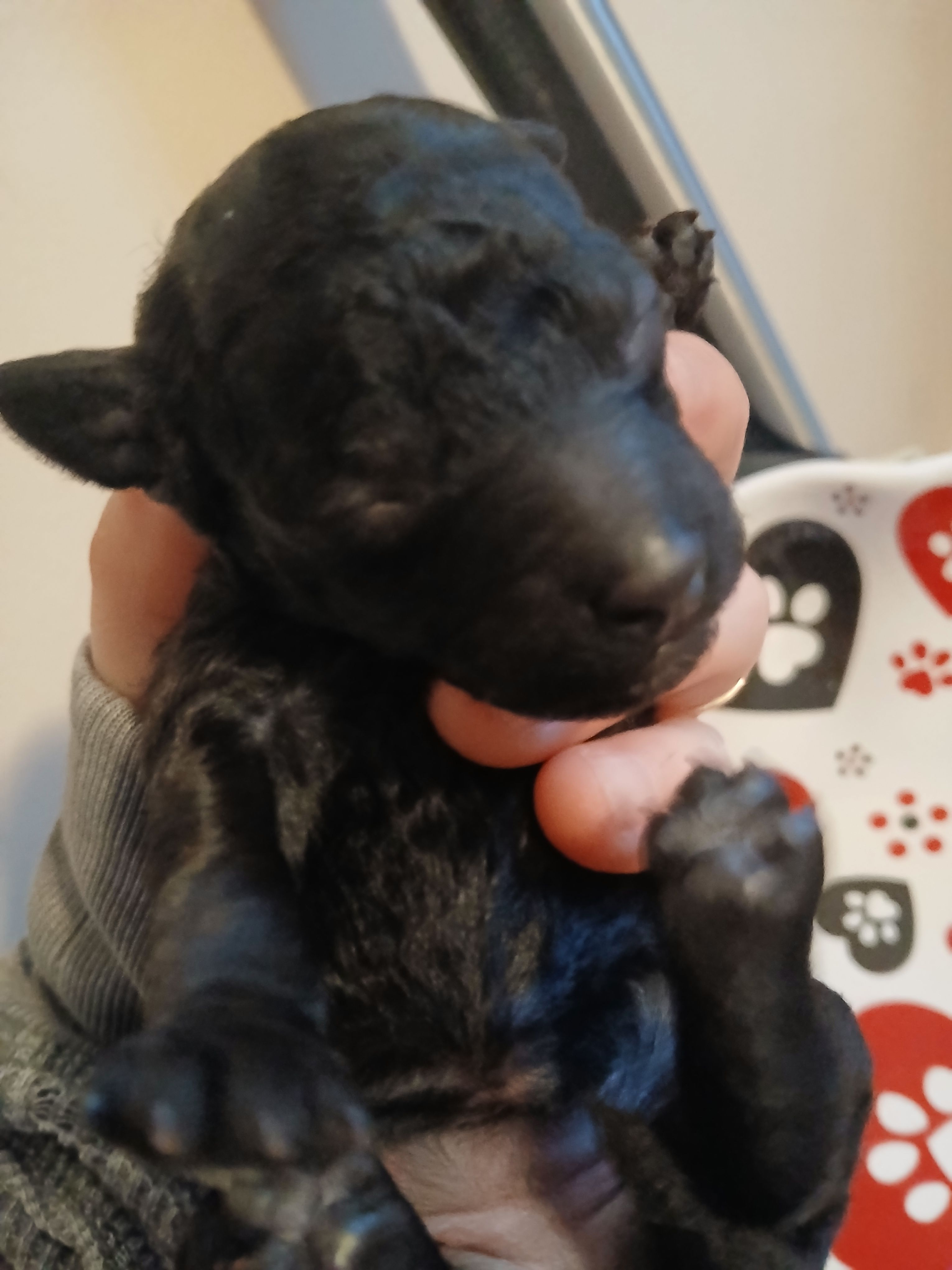 Espresso – Maltipoo, Poodle - Toy  puppy for sale in Morganton, NC