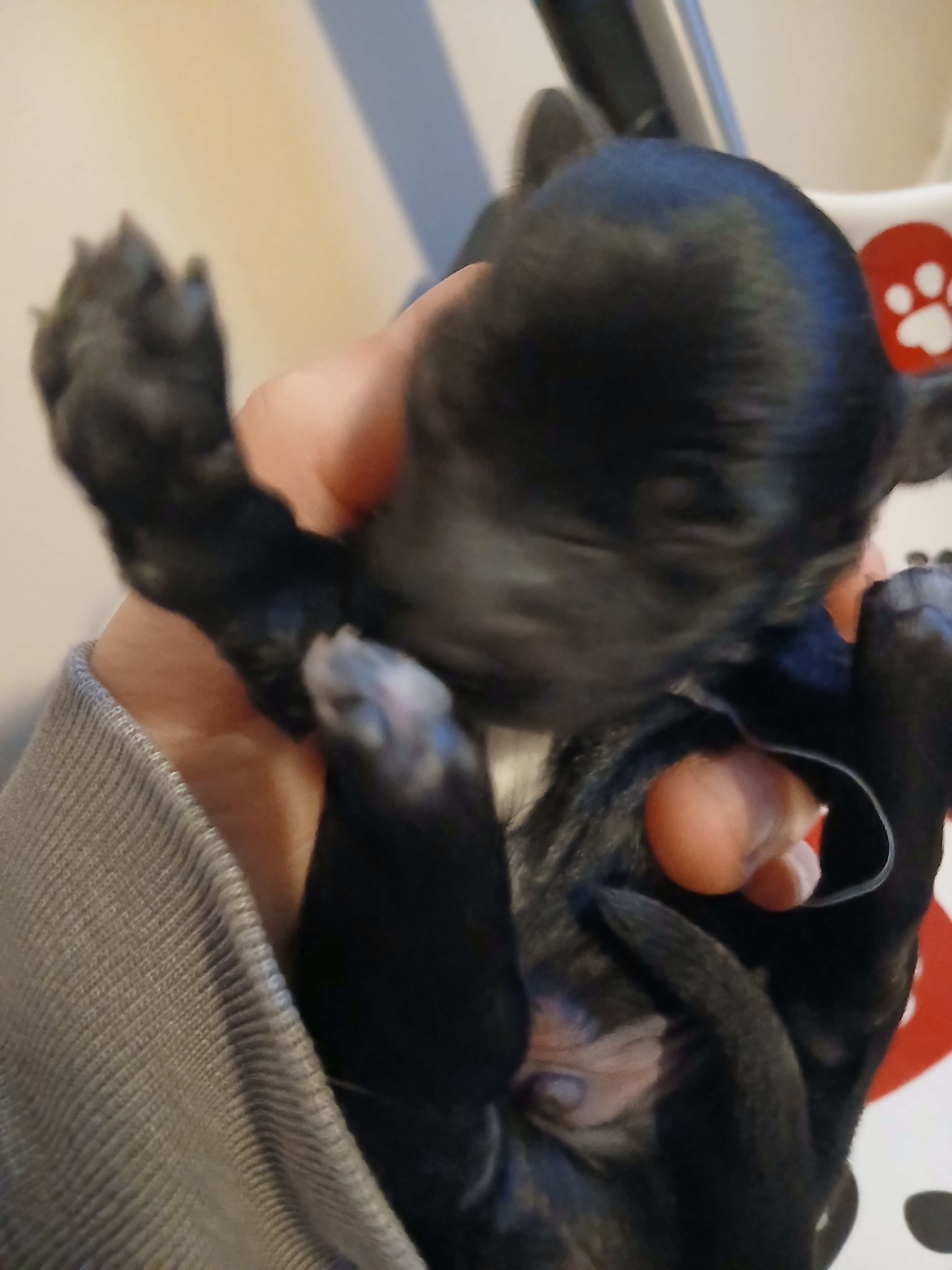 Mocha – Maltipoo, Poodle - Toy  puppy for sale in Morganton, NC