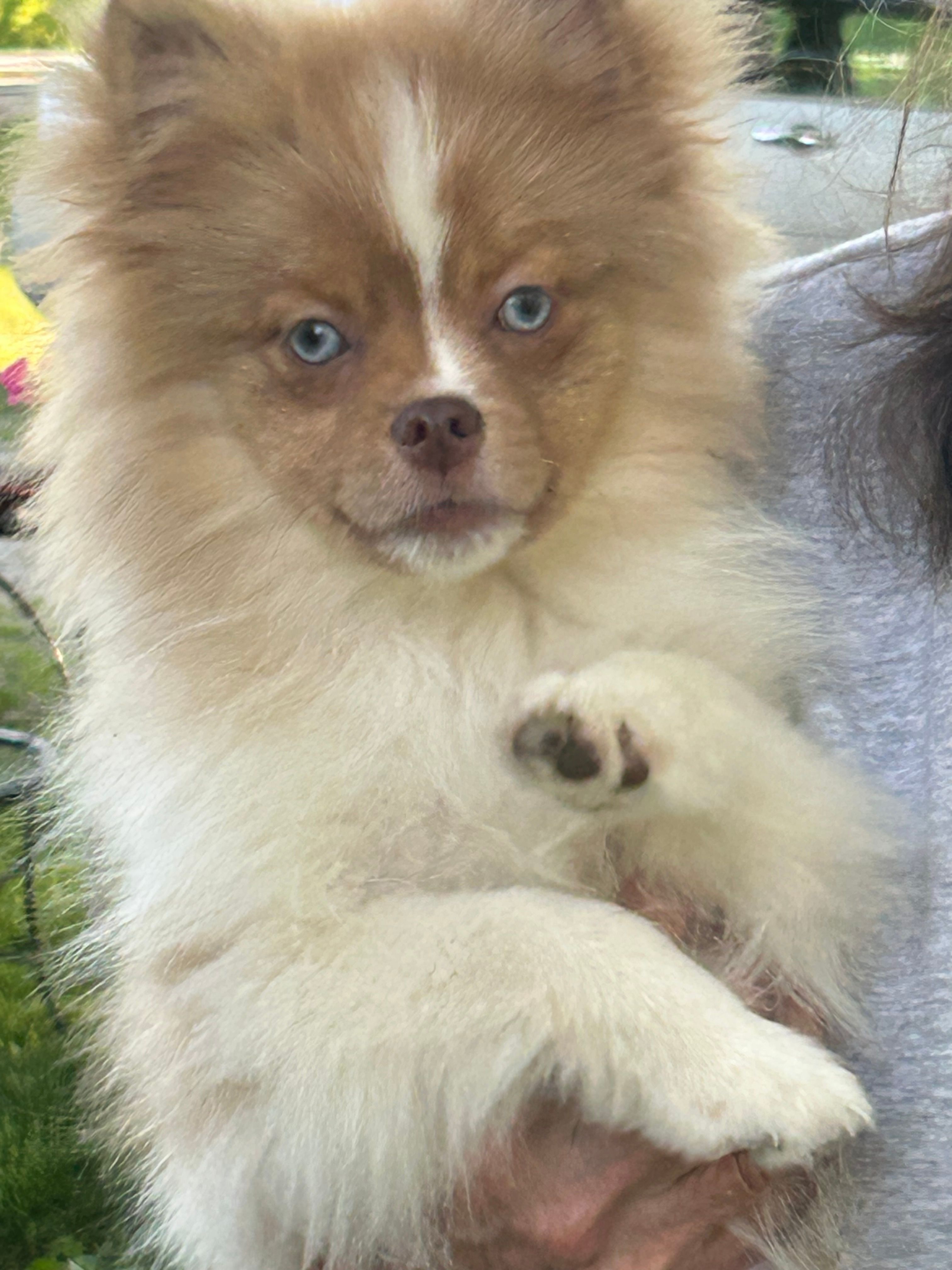 Betty – Pomeranian puppy for sale in Dayton, OH