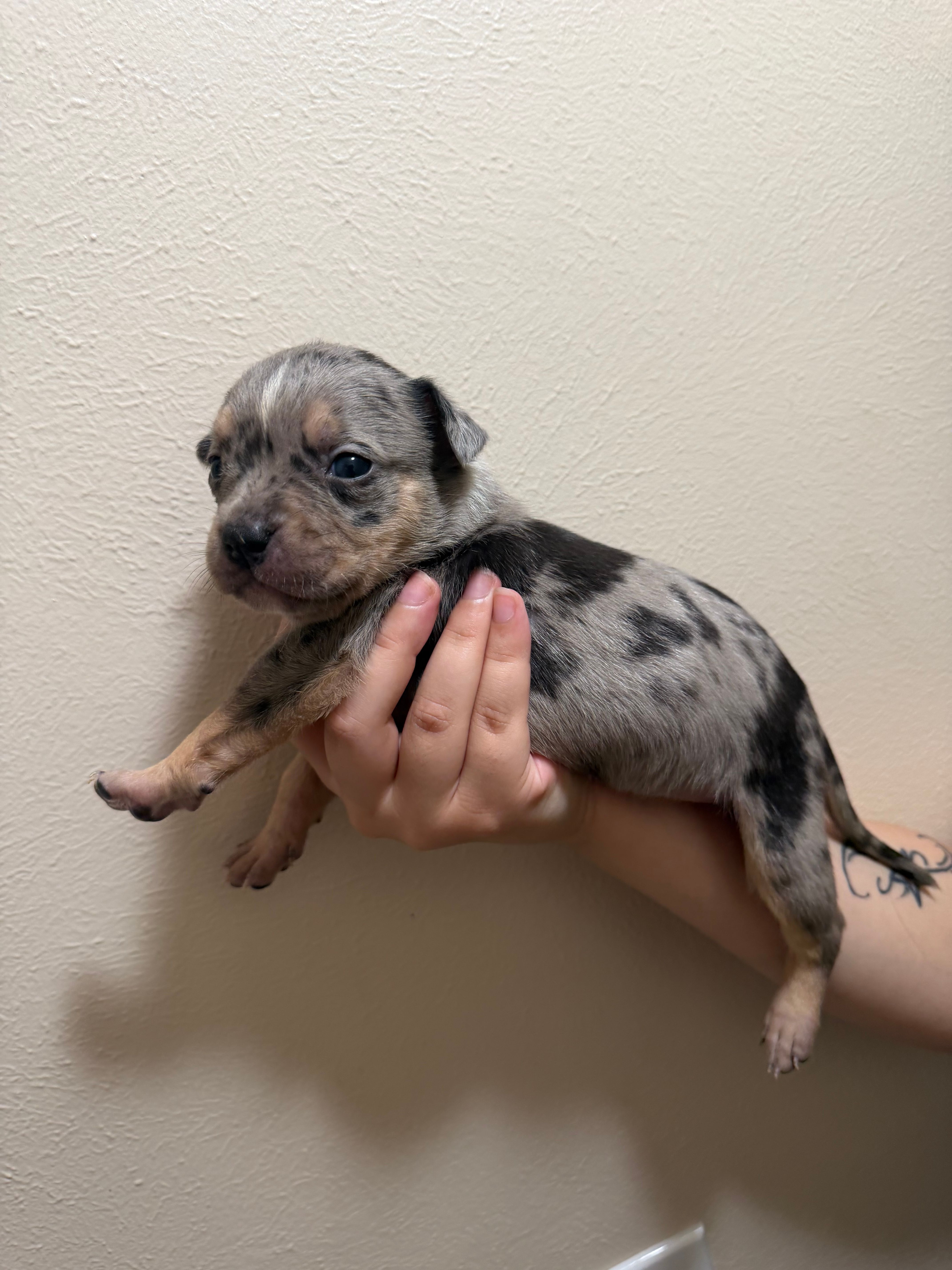 Puppy F – American Bully puppy for sale in Denver, CO
