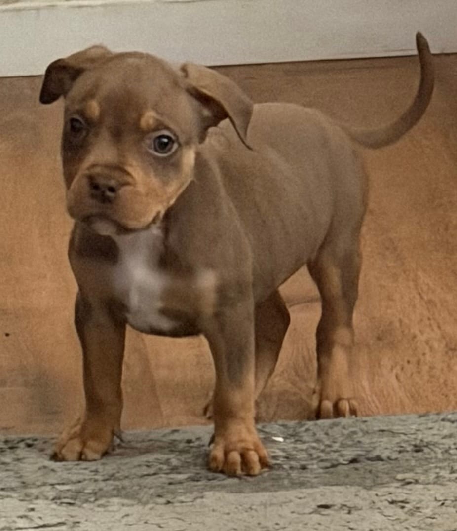 Zelena – American Bully puppy for sale in Denver, CO