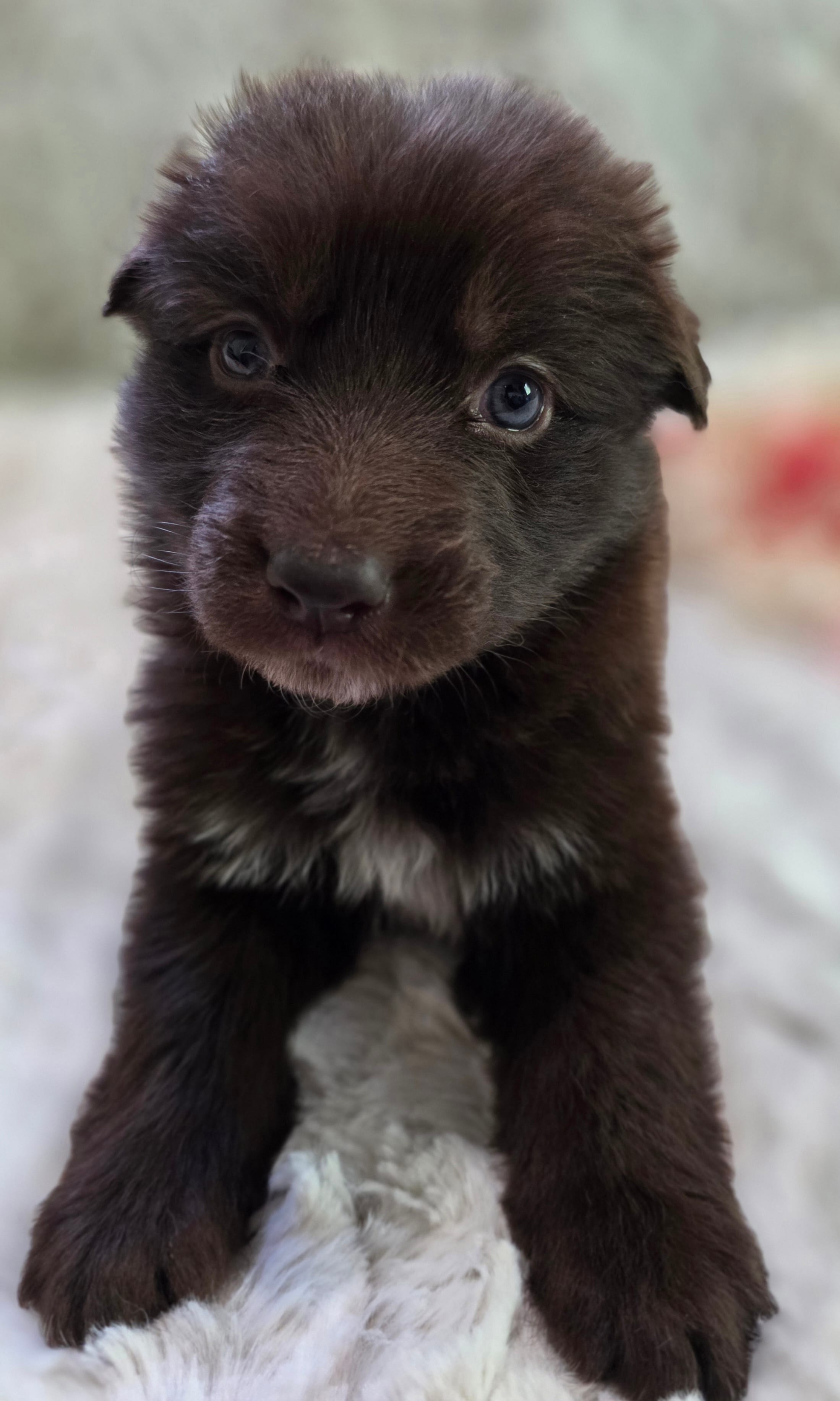 AKC Liver Female Long Coat GSD – German Shepherd Dog puppy for sale in Muscatine, IA