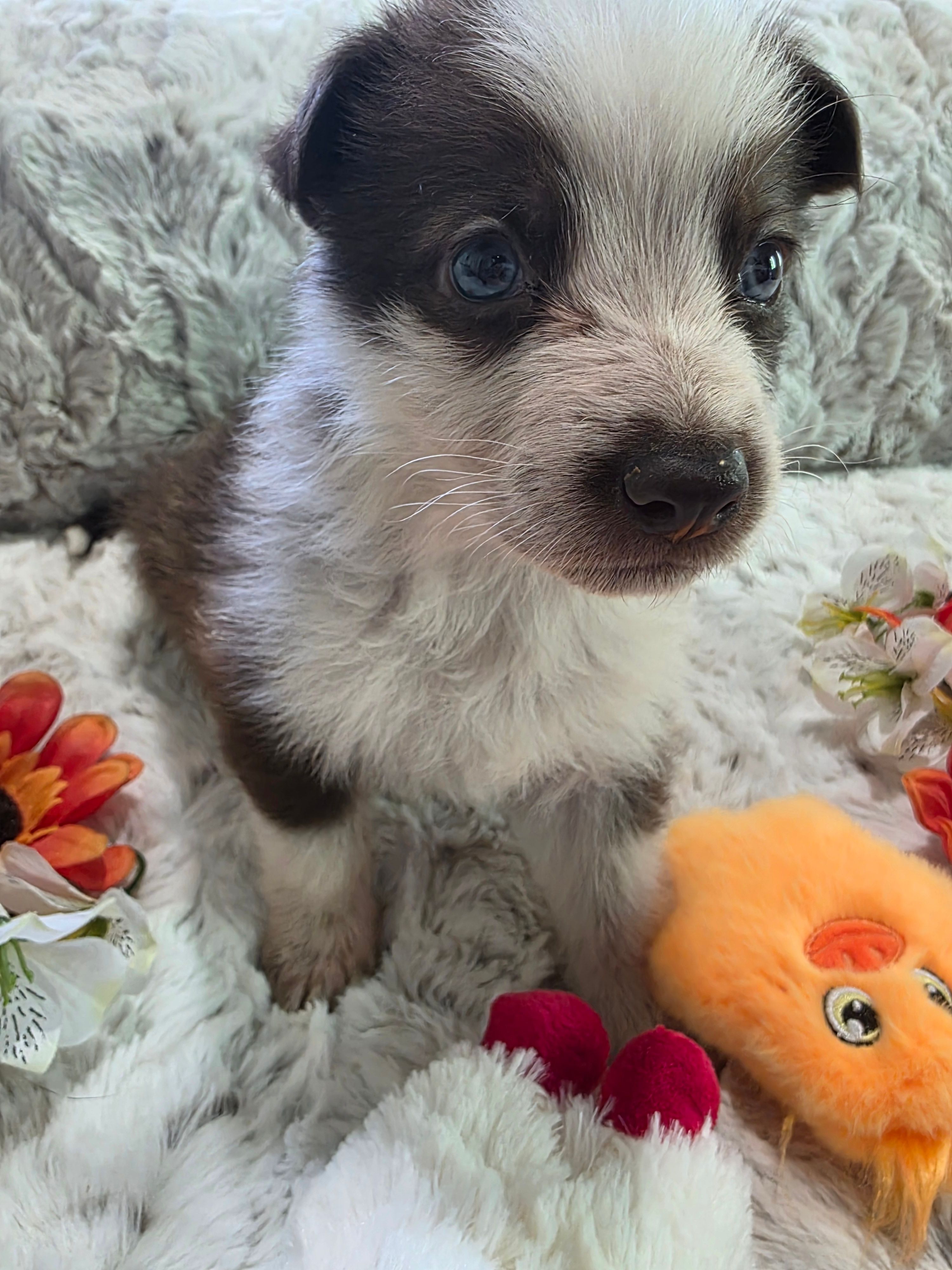 AKC Liver Panda Male GSD – German Shepherd Dog puppy for sale in Muscatine, IA