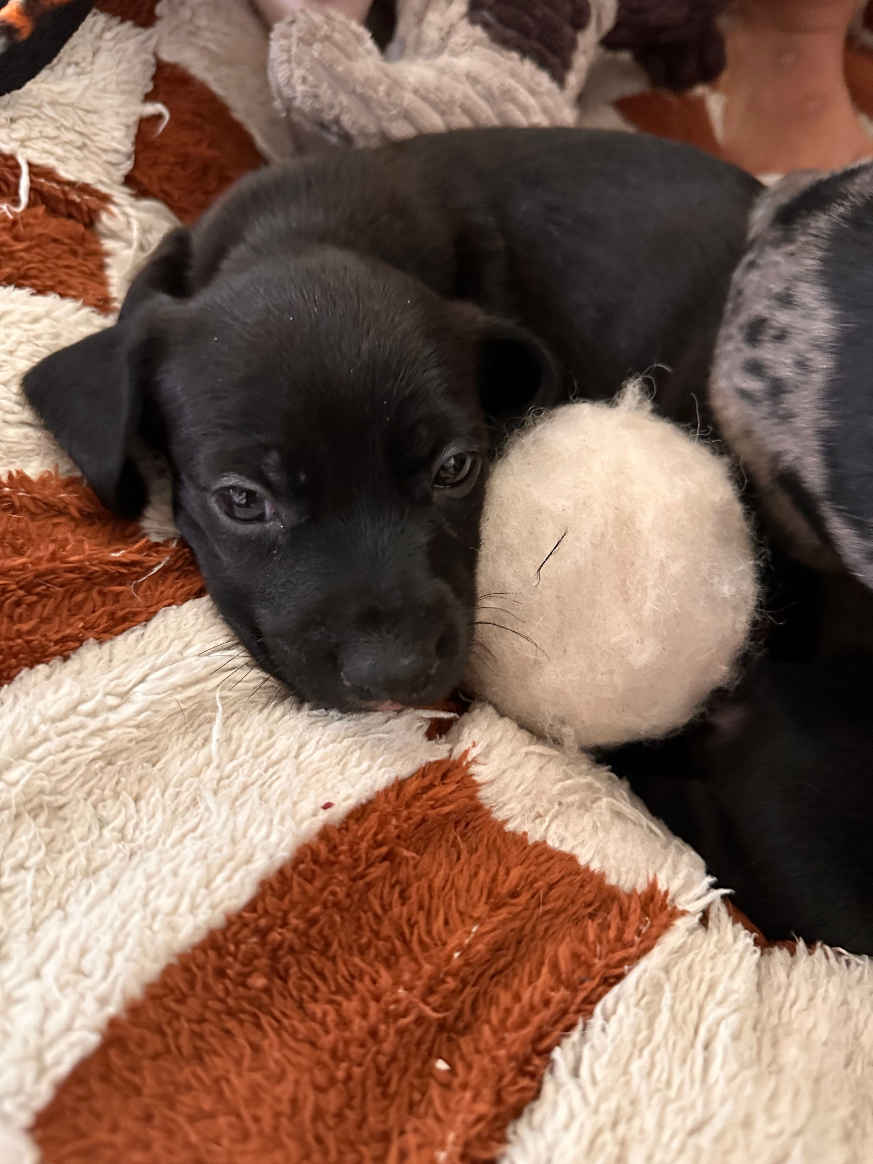 Obyss – American Bulldog, Dachshund puppy for sale in Greensboro, NC