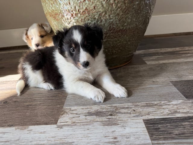 Tri sheltie female