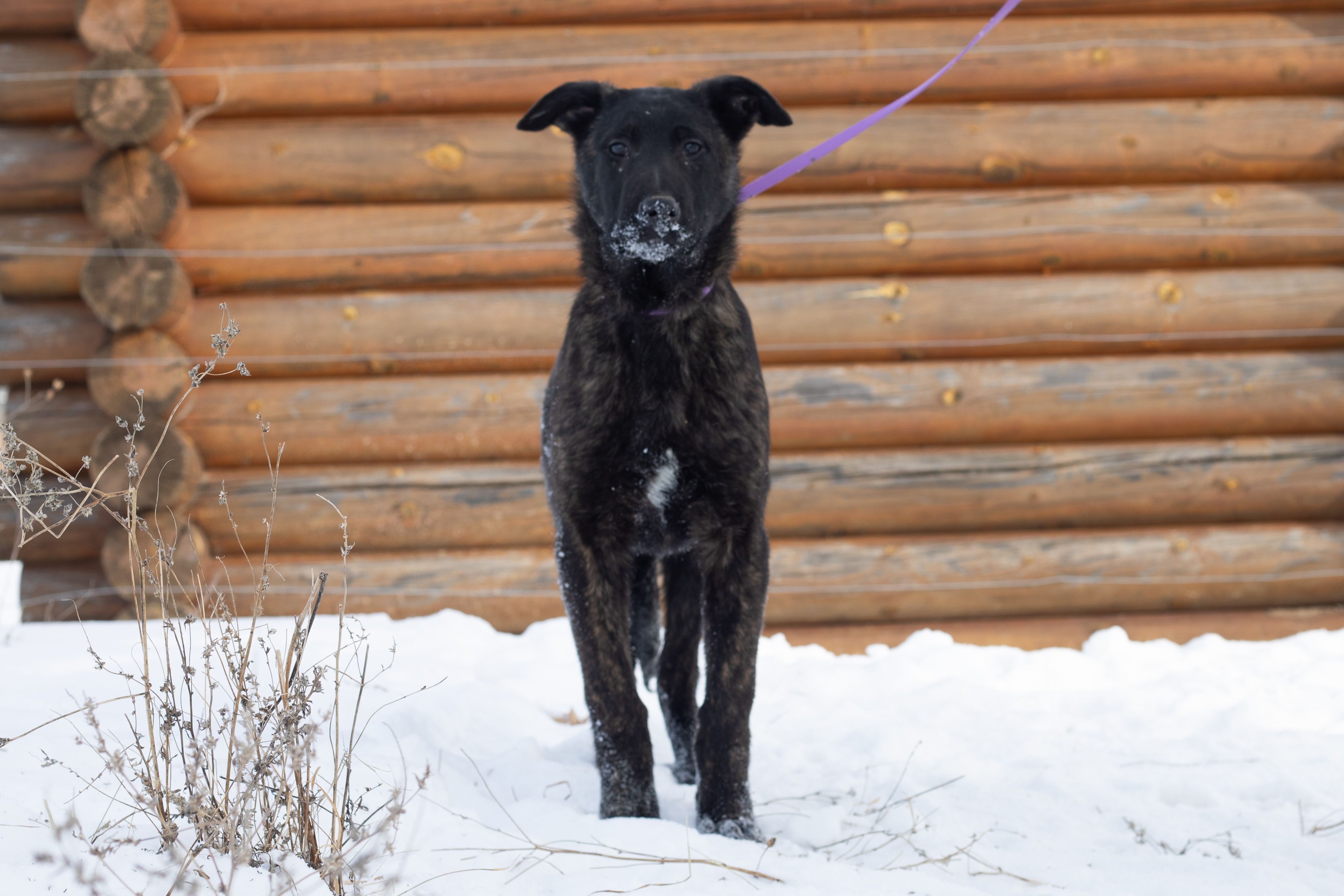 Apollo – Belgian Malinois, Dutch Shepherd puppy for sale in Plant City, FL