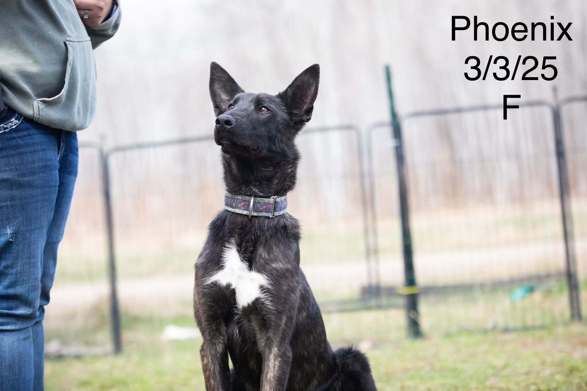 Phoenix – Belgian Malinois puppy for sale in Plant City, FL