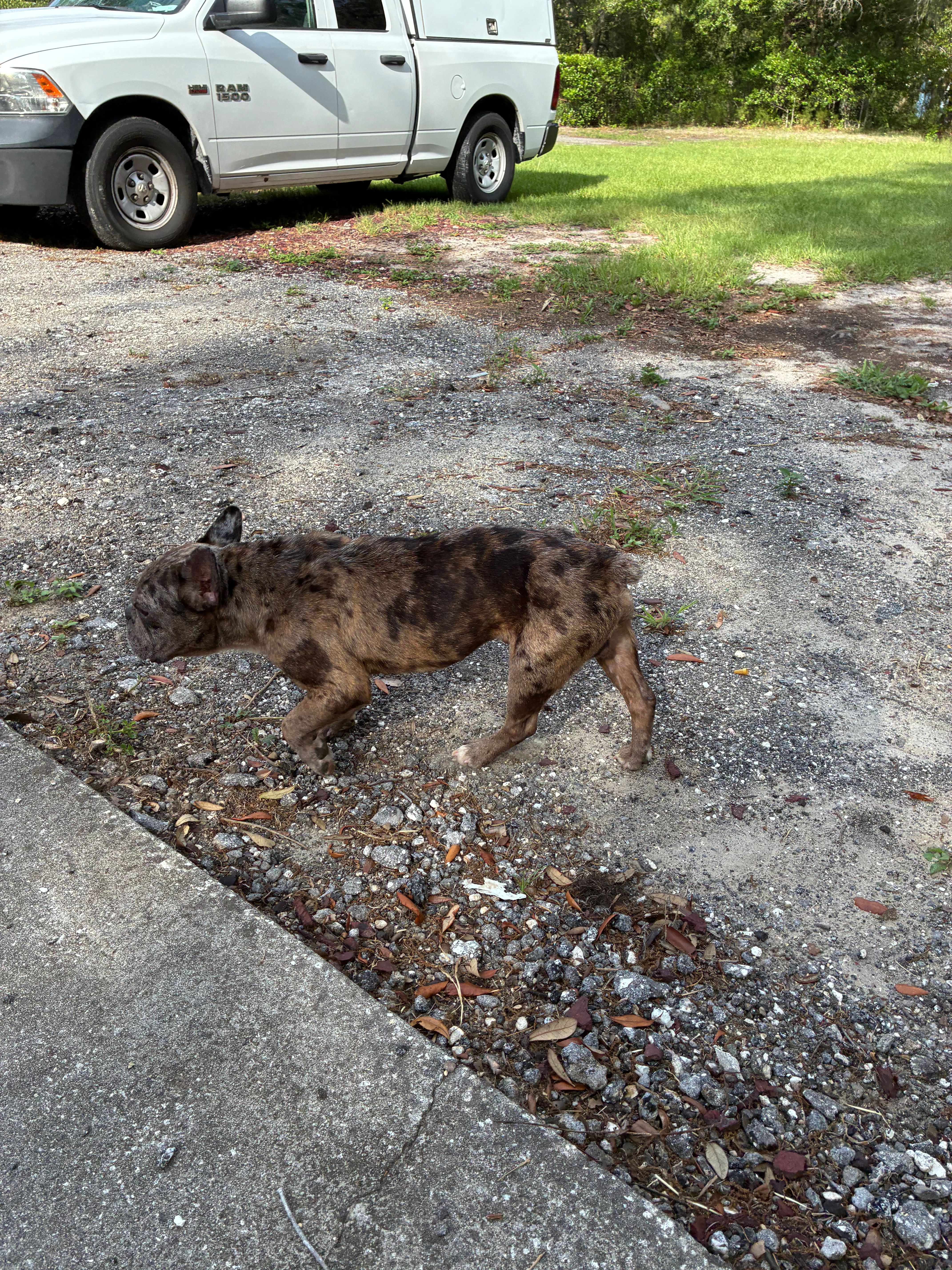 King – French Bulldog puppy for sale in Plant City, FL