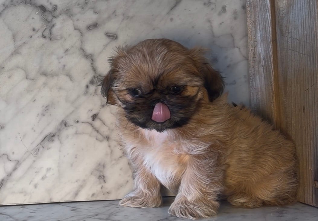 Fiona – Shih Tzu puppy for sale in Greeley, CO