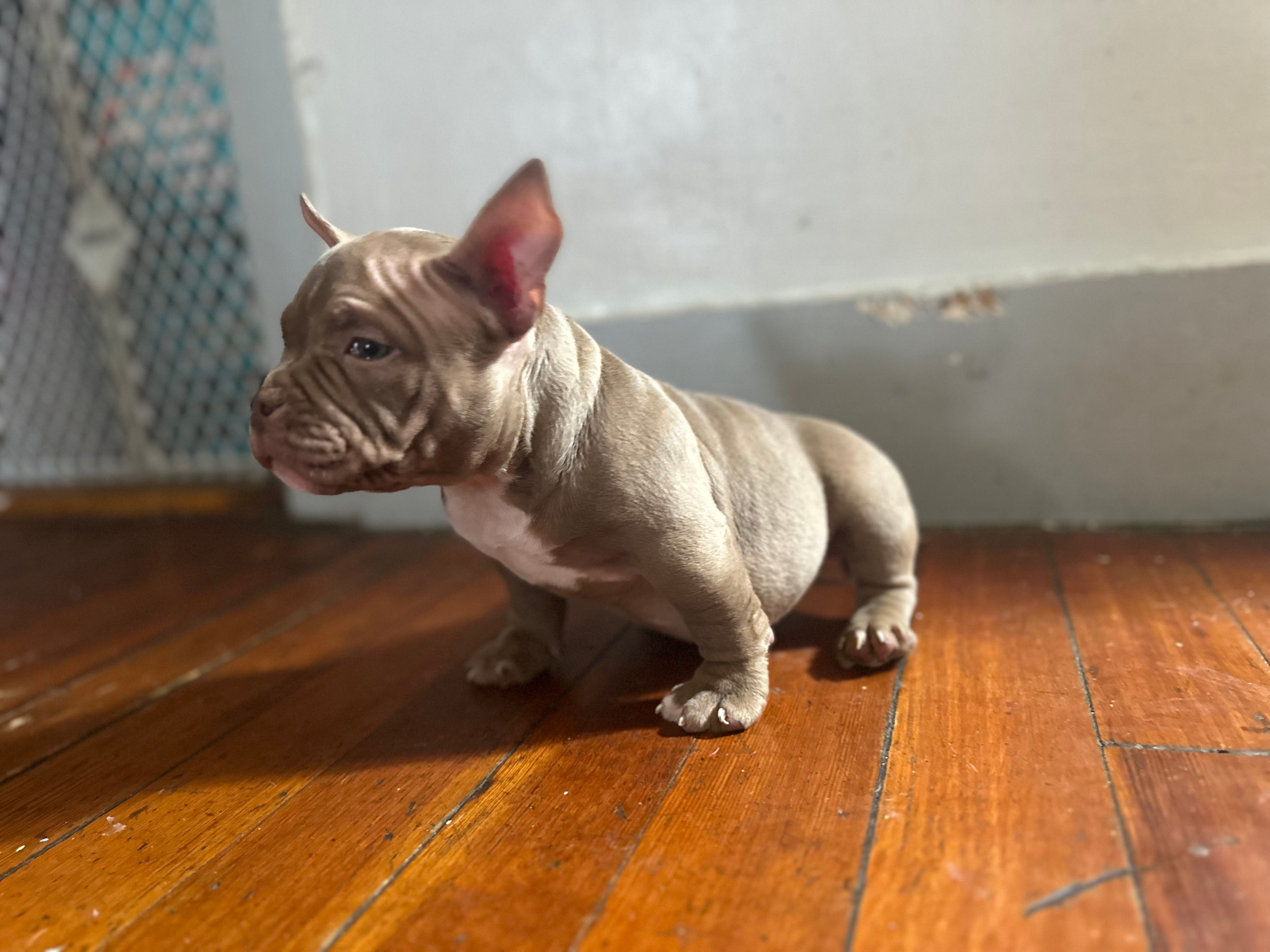 Brown Shugga  – American Bully puppy for sale in Boston, MA