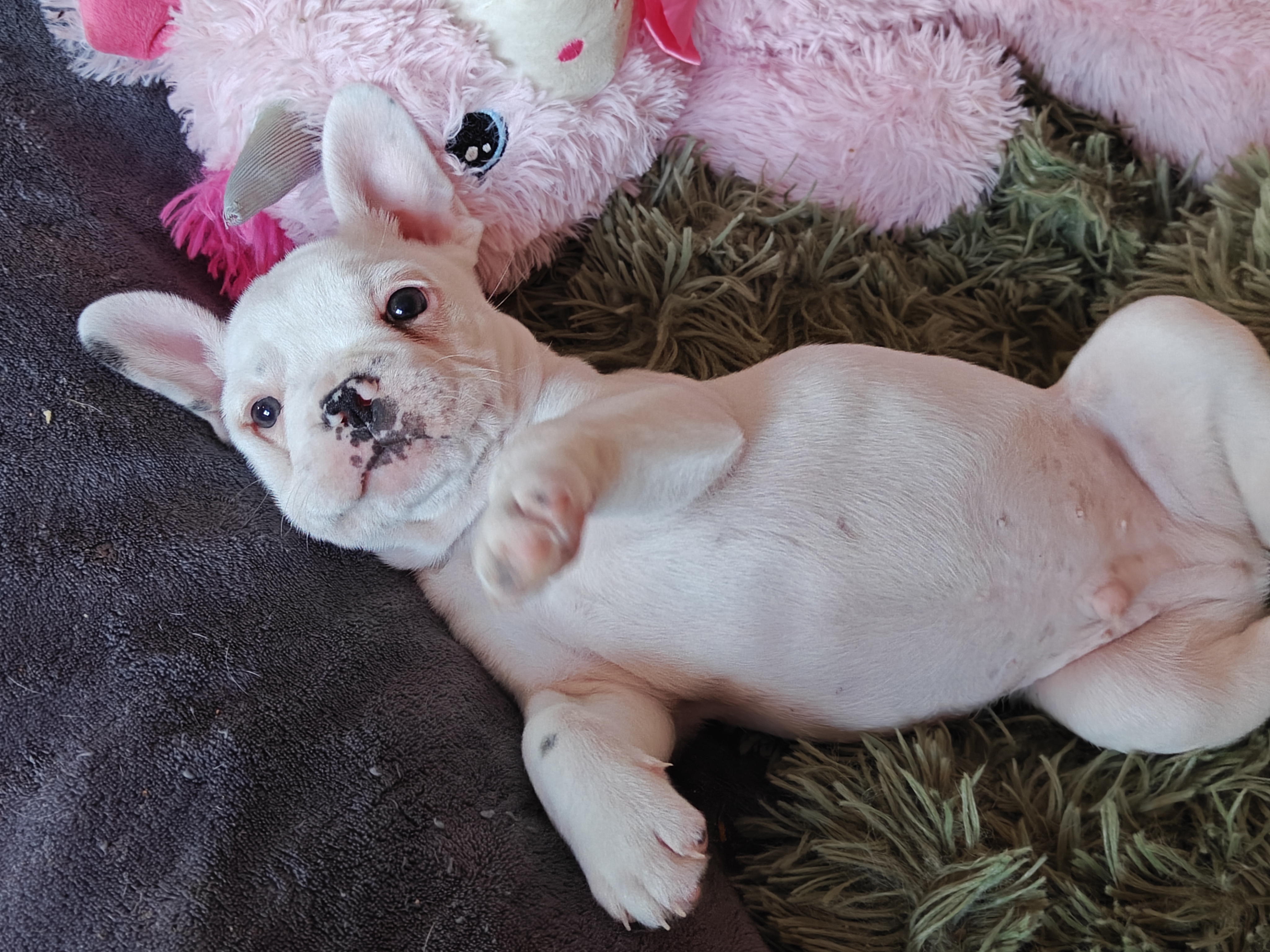 Chip – French Bulldog puppy for sale in Lake Zurich, IL