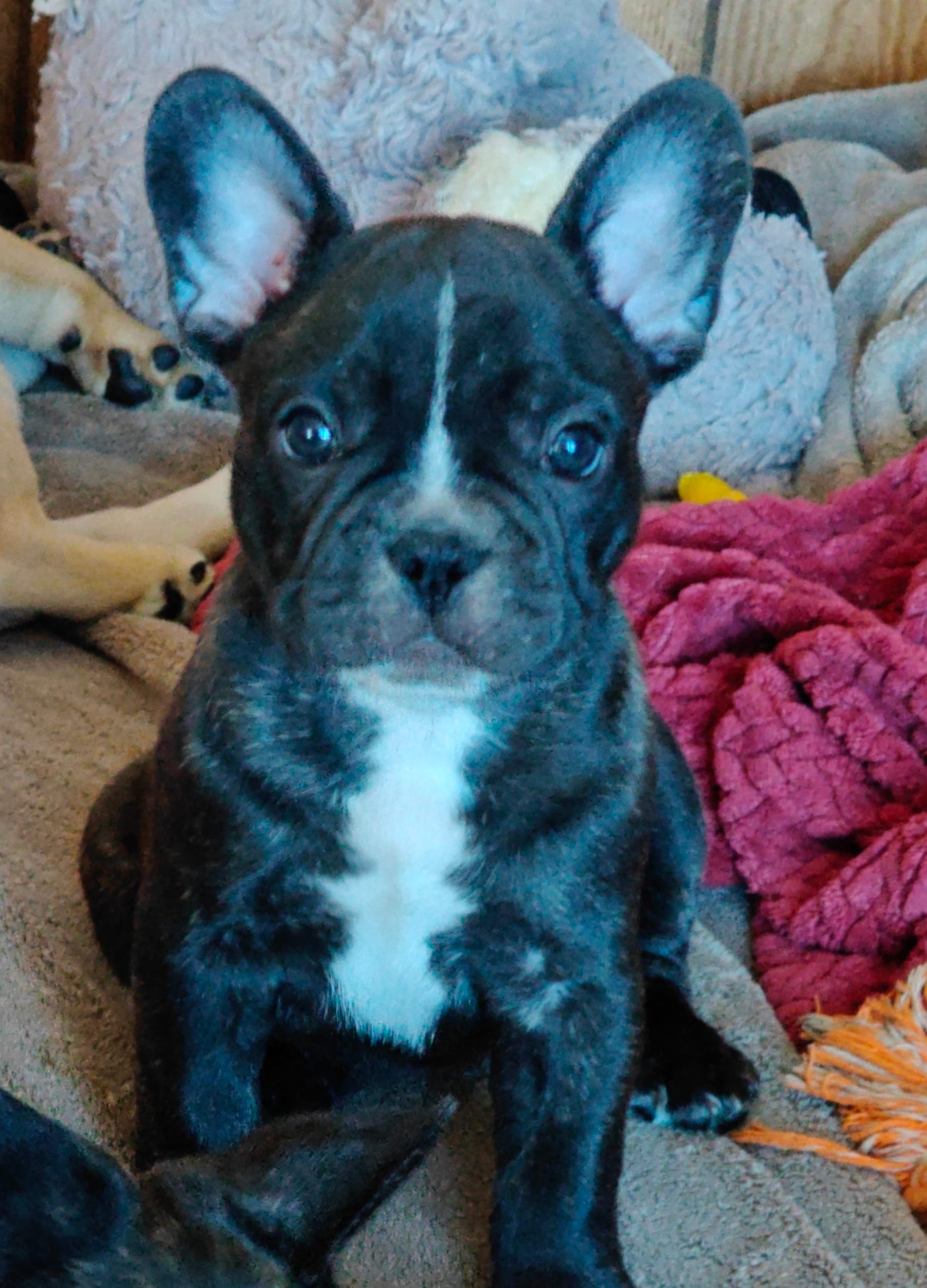 Aspen  – French Bulldog puppy for sale in Lake Zurich, IL