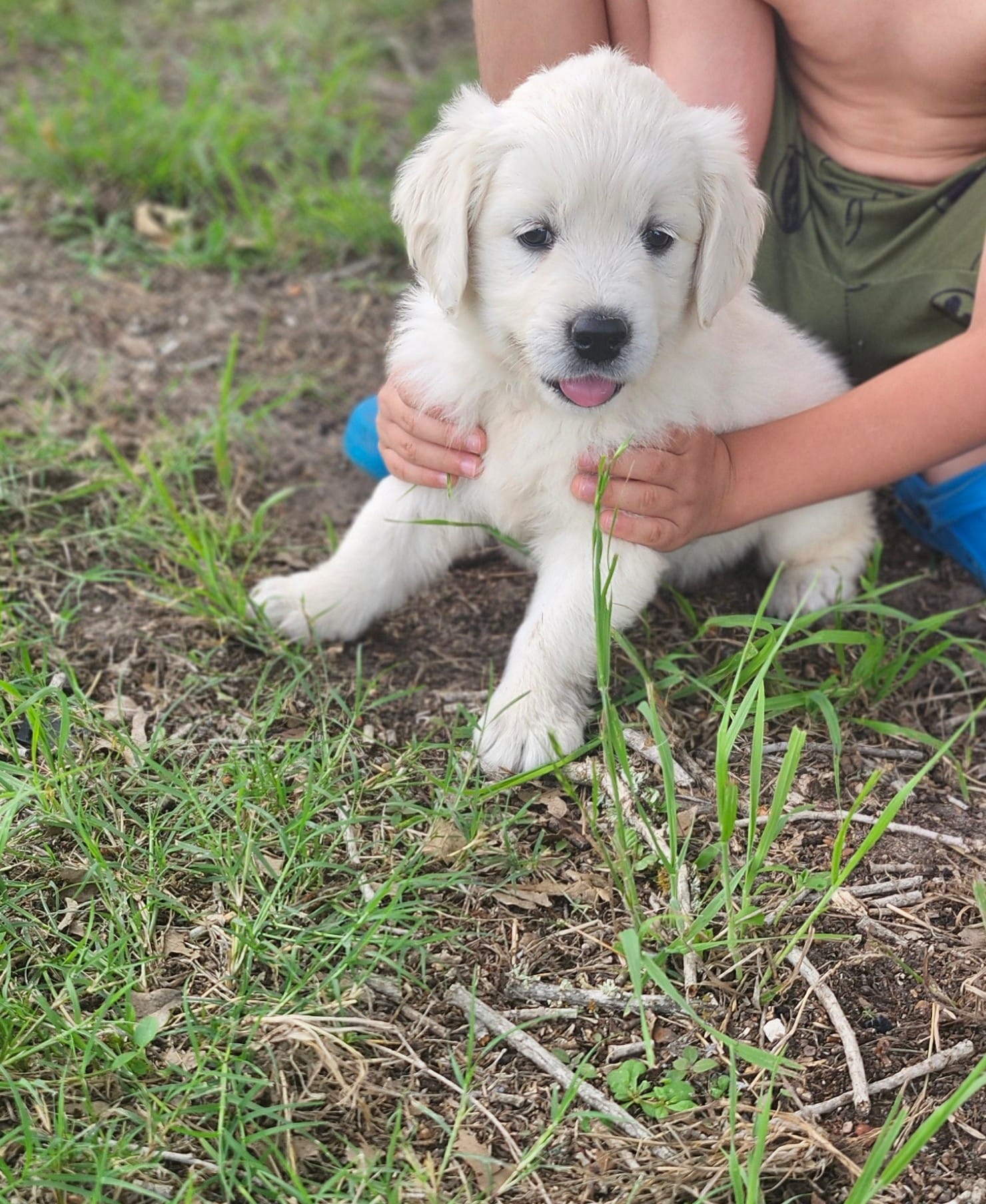 Miss Lime – English Cream Golden Retriever puppy for sale in Kingsbury, TX