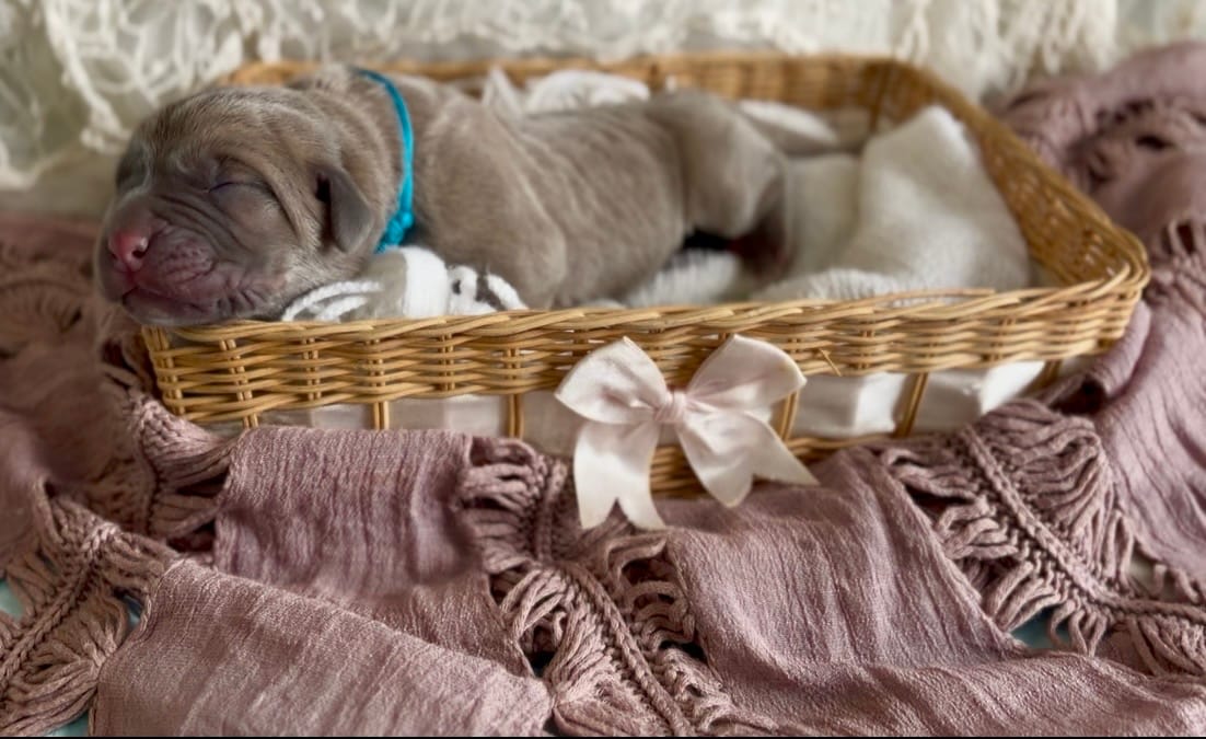 Light blue collar male 