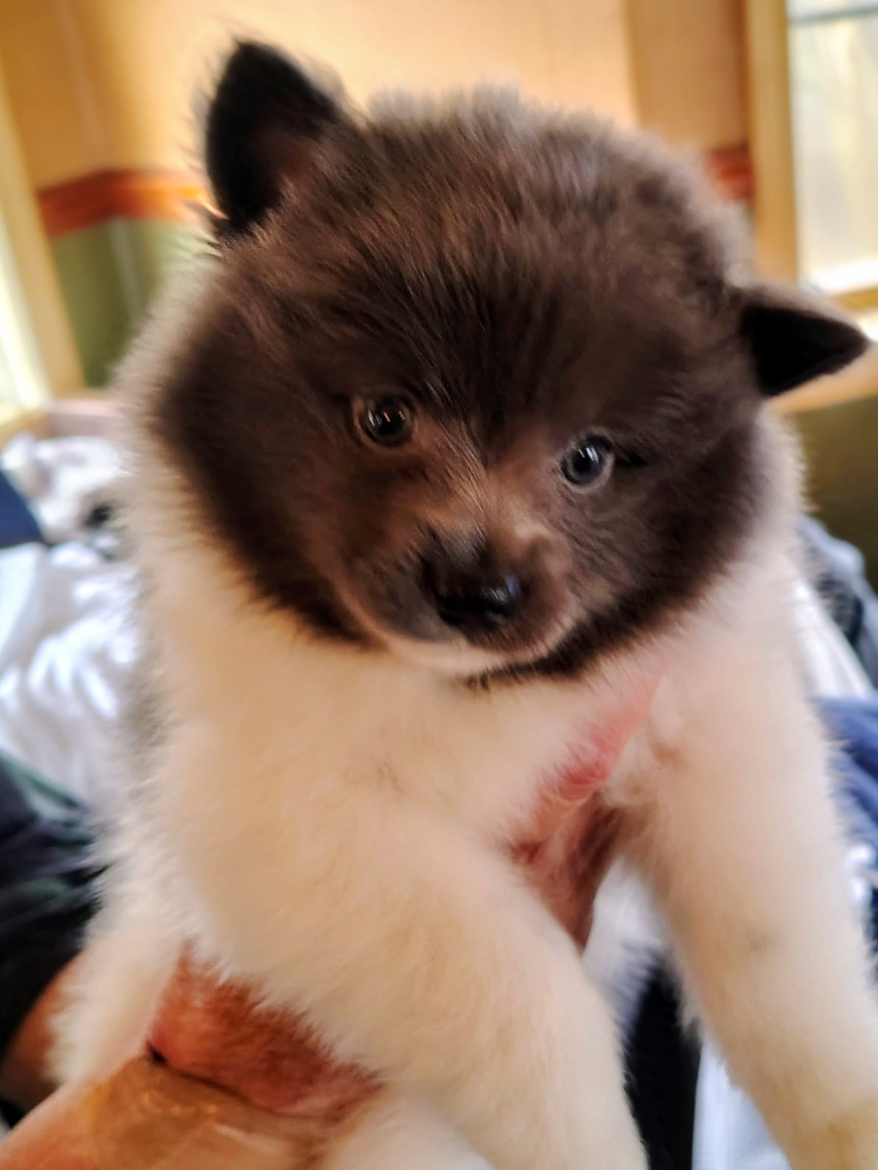 Earl Grey – Pomeranian puppy for sale in Westfield, NC